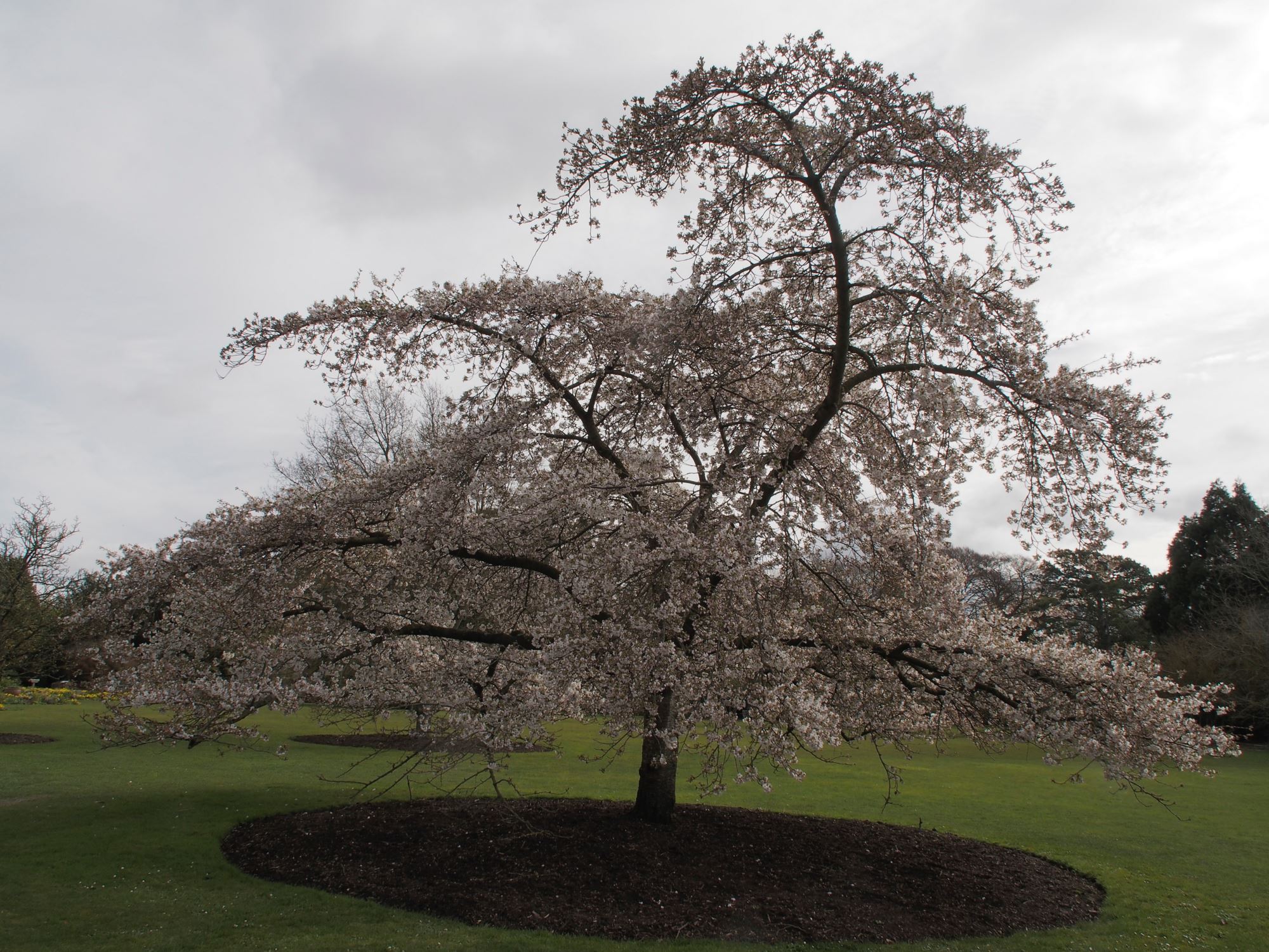 Image of Prunus Ã— yedoensis