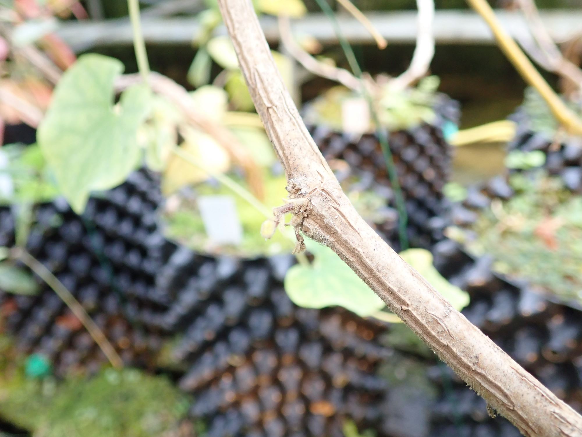 Image of Aristolochia veracruzana