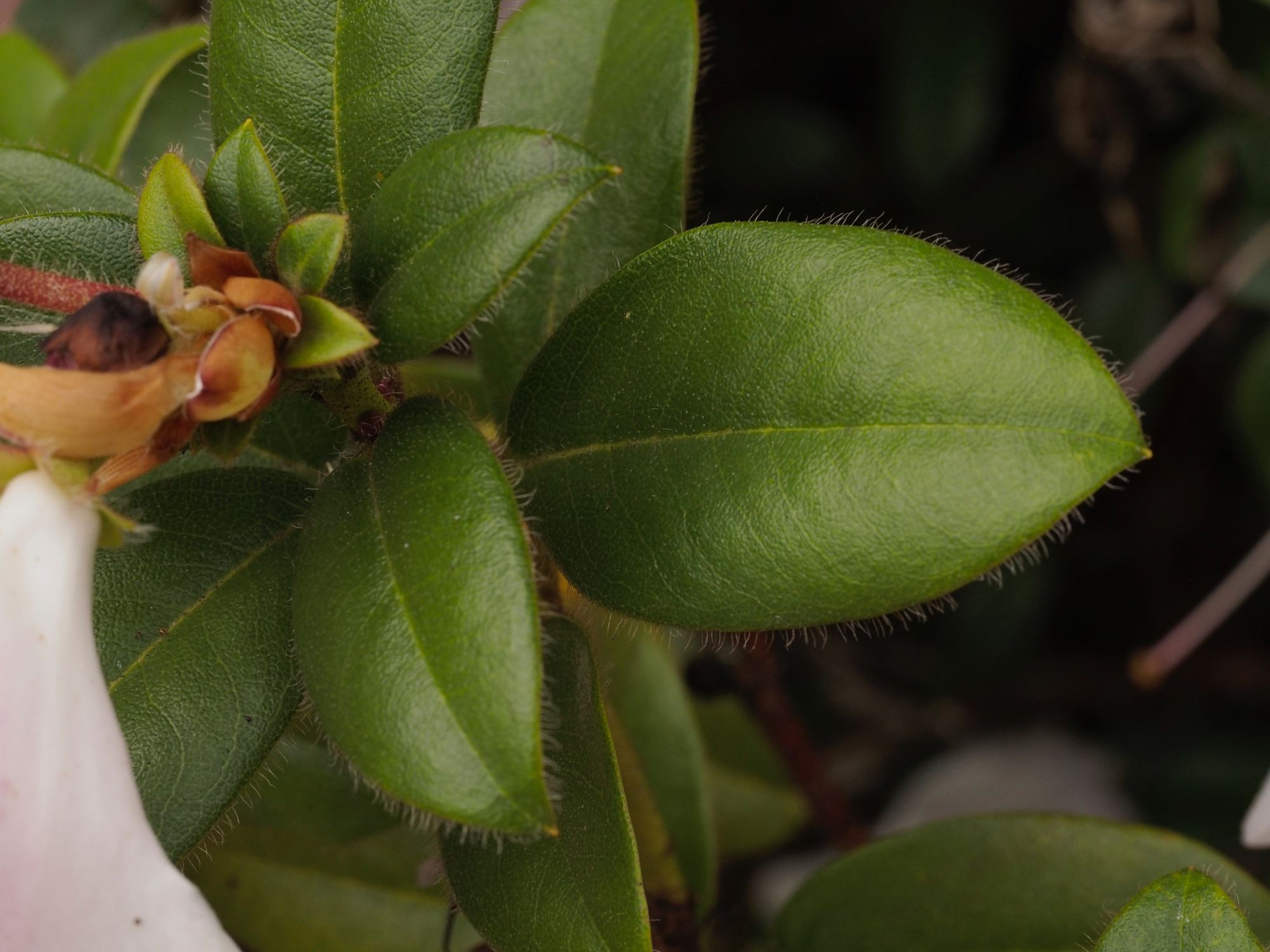 Image of Rhododendron 'Cilpinense'