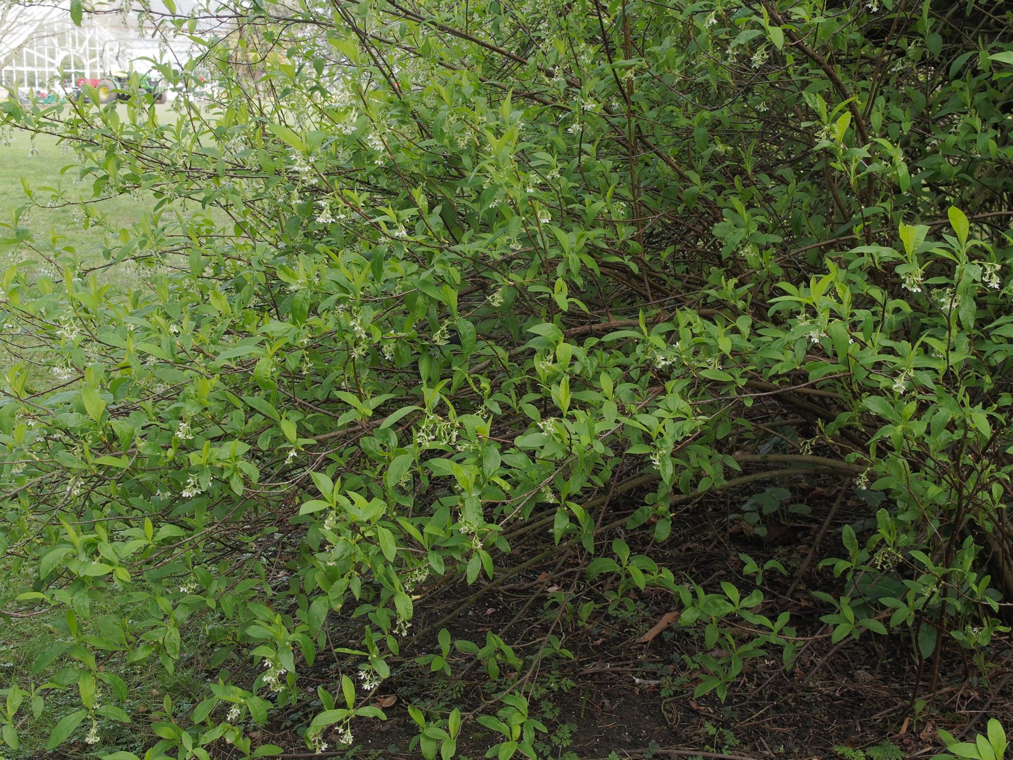 Image of Oemleria cerasiformis