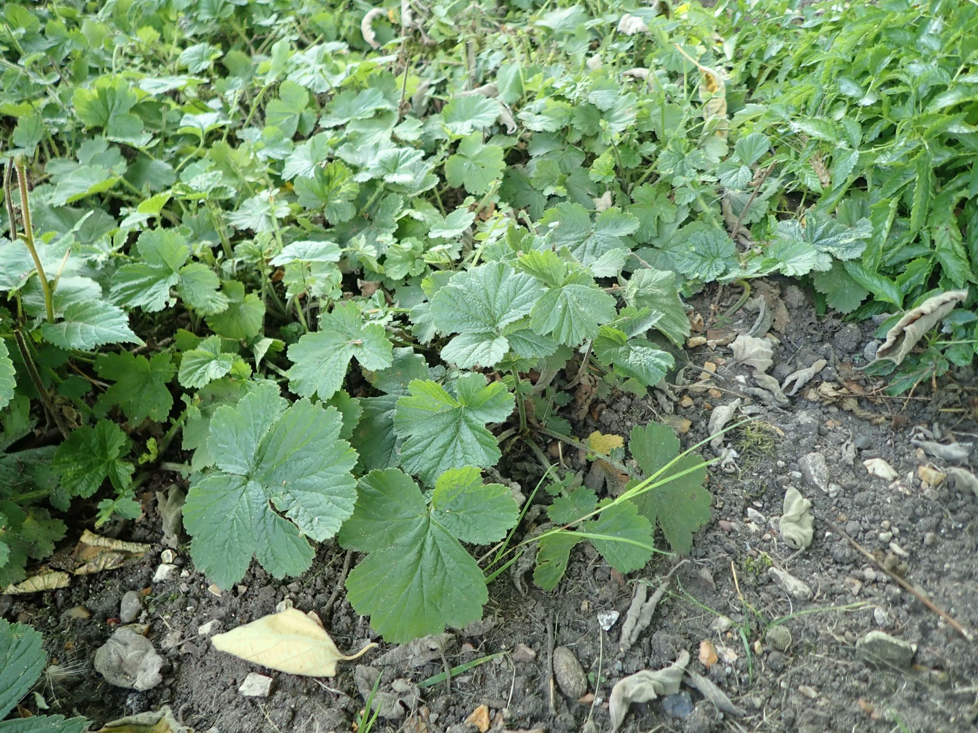 Image of Geum triflorum