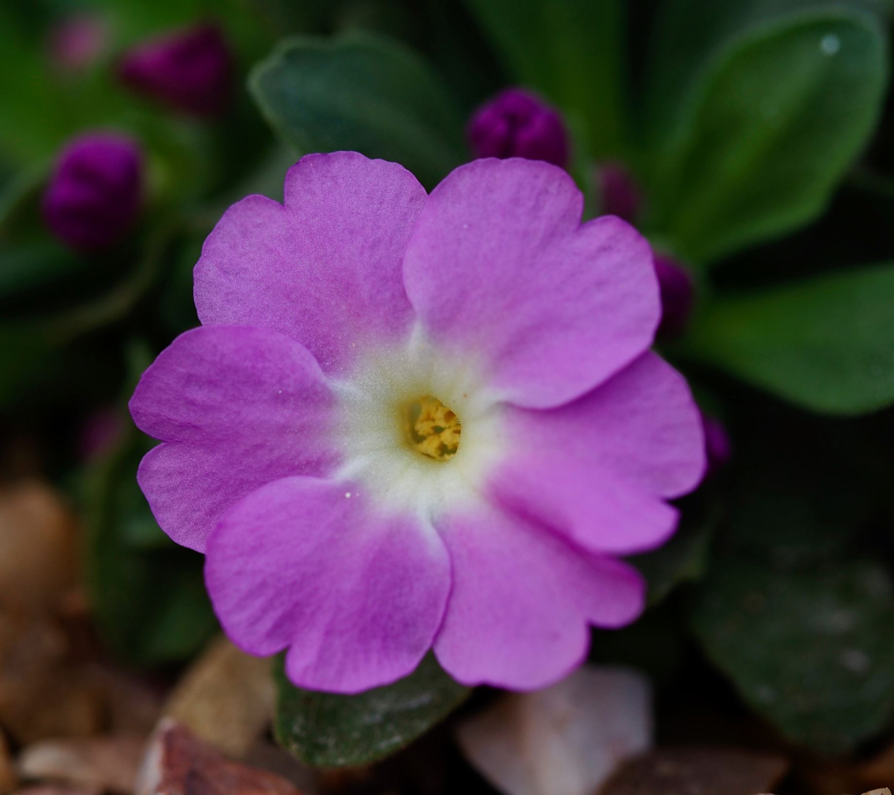 Image of Primula allionii 'Henry Burrow'