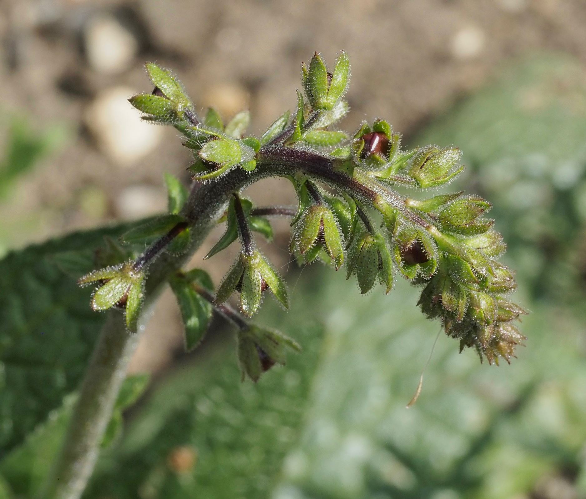 Image of Verbascum phoeniceum