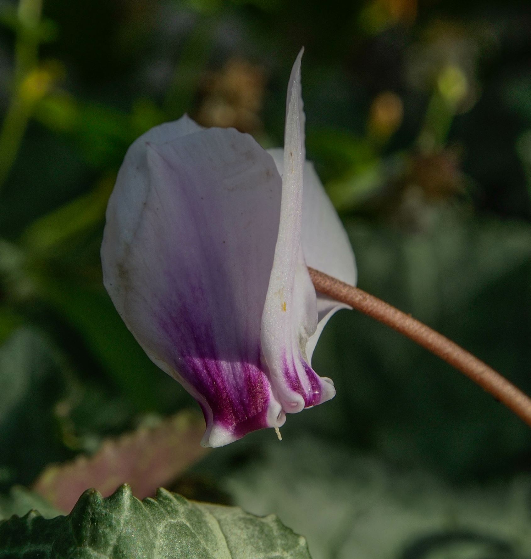 Image of Cyclamen hederifolium [Silver foliage]