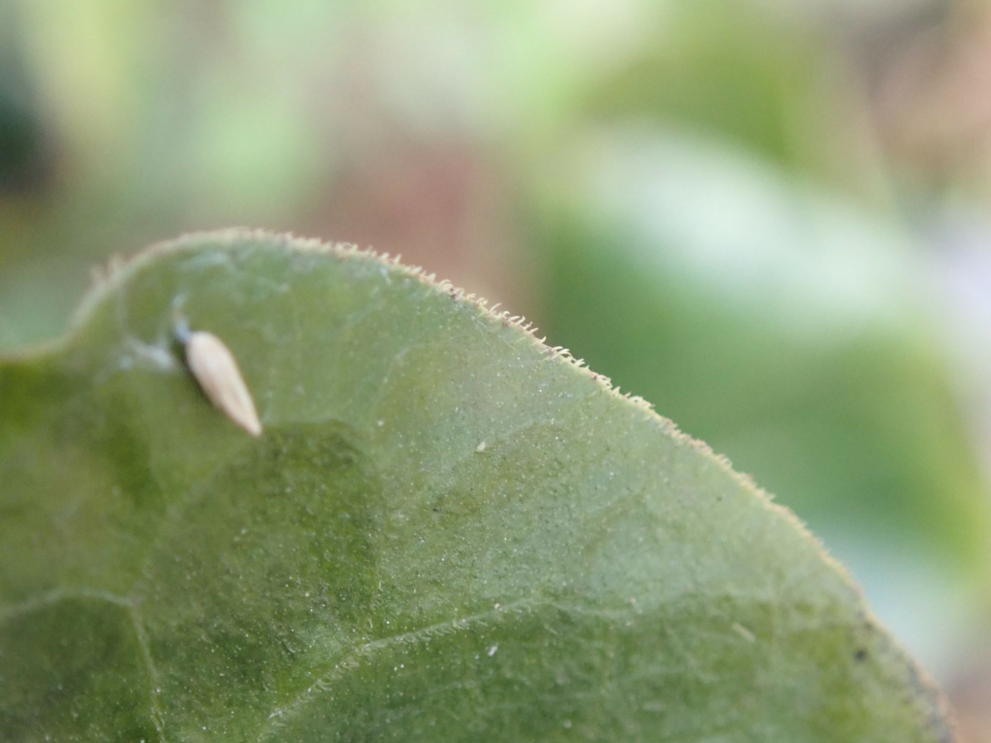 Image of Asarum europaeum