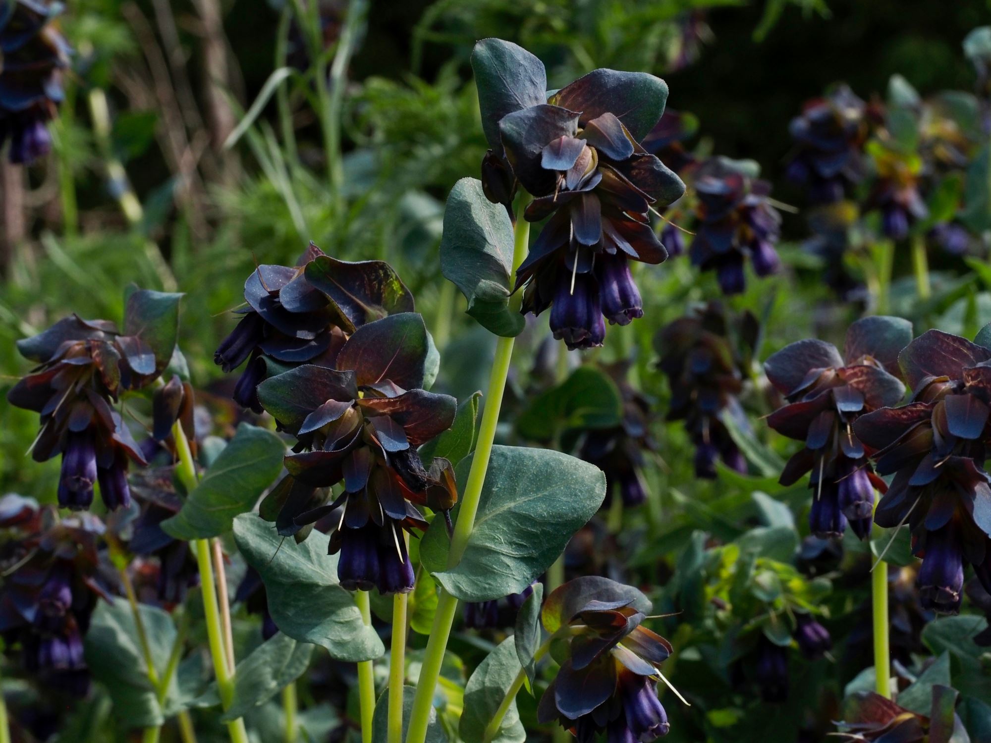 Image of Cerinthe major subsp. purpurascens