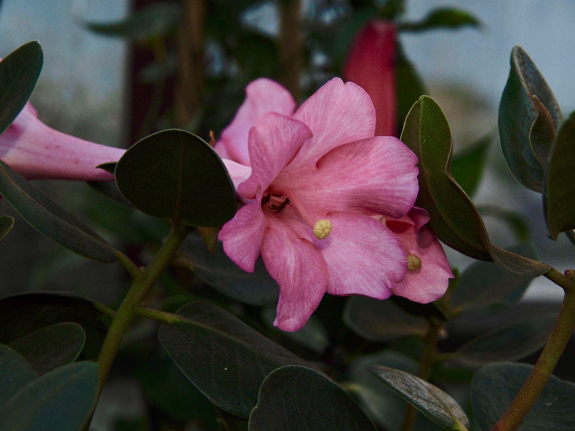 Image of Rhododendron hyacinthosmum