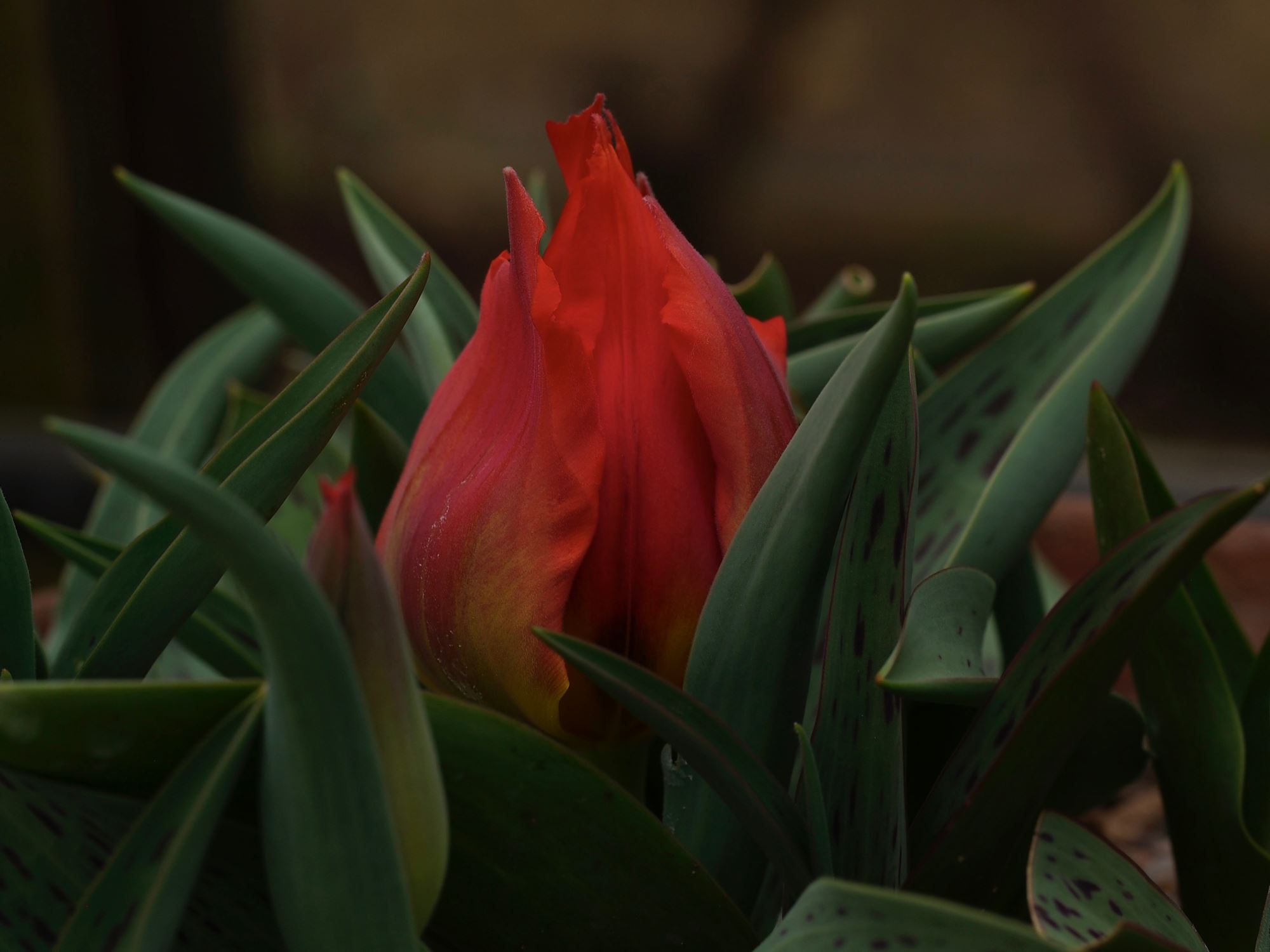Image of Tulipa greigii