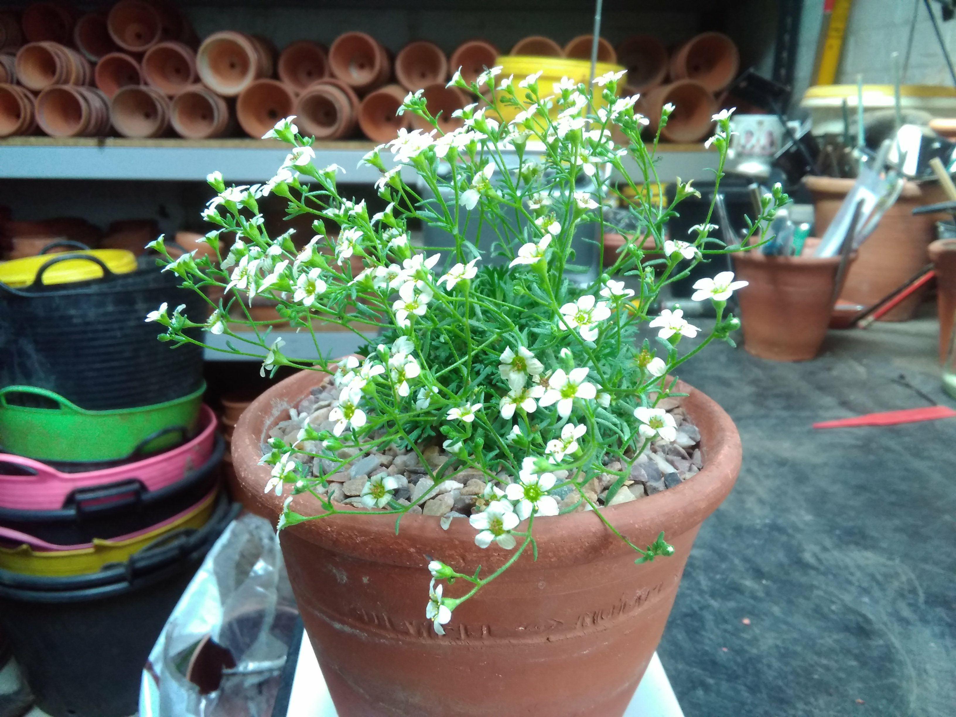 Image of Saxifraga sp.