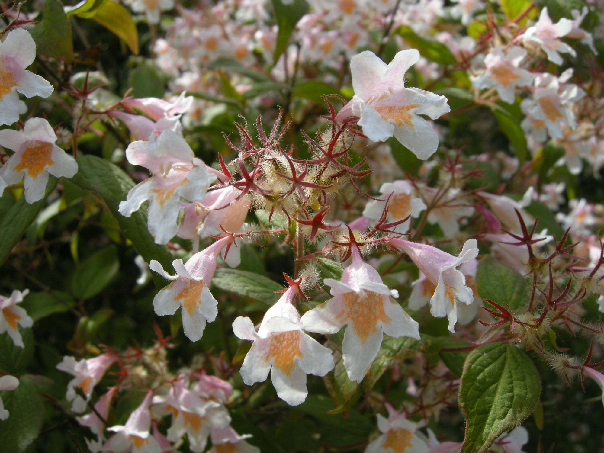Image of Kolkwitzia amabilis