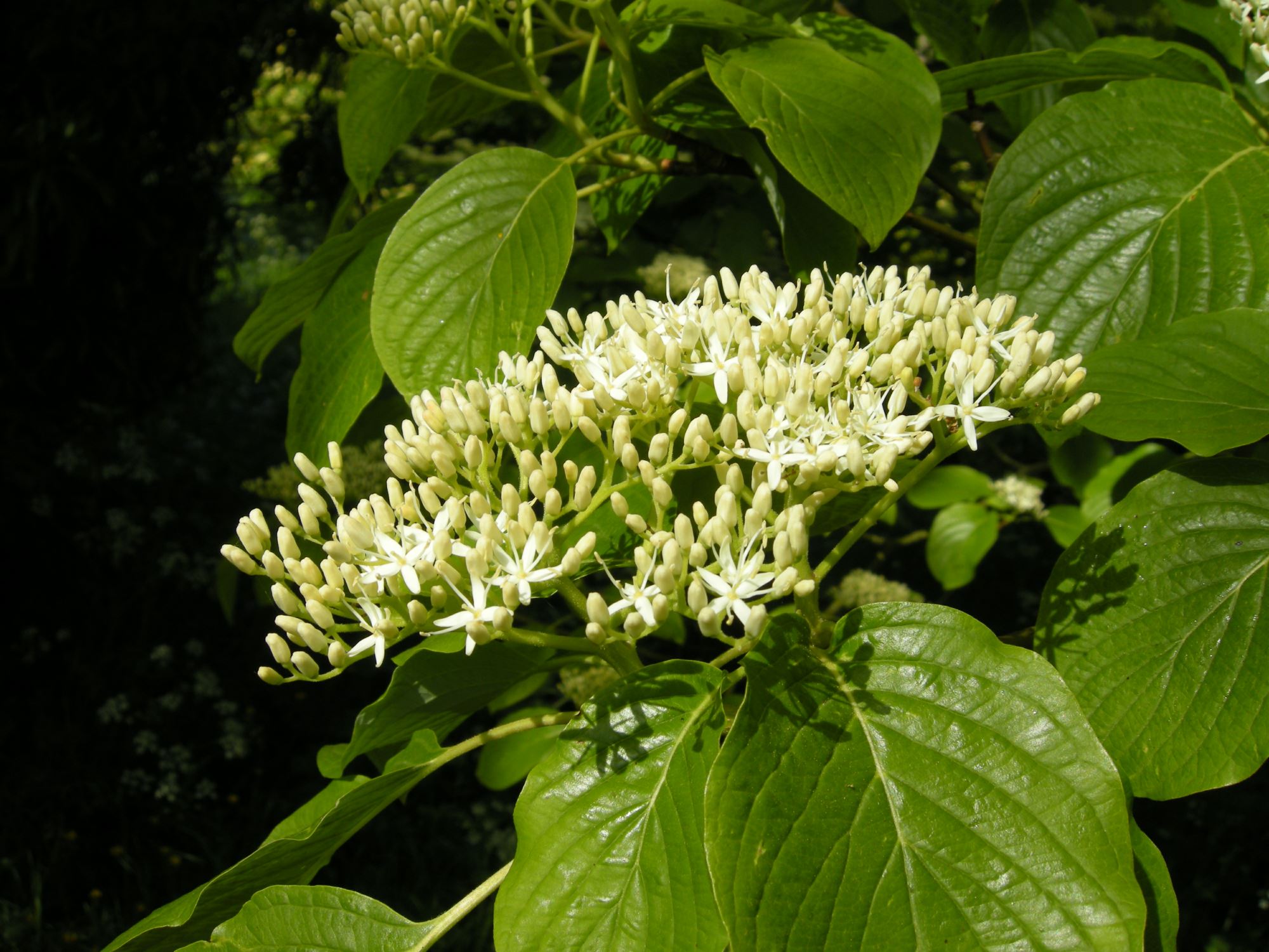 Image of Cornus controversa