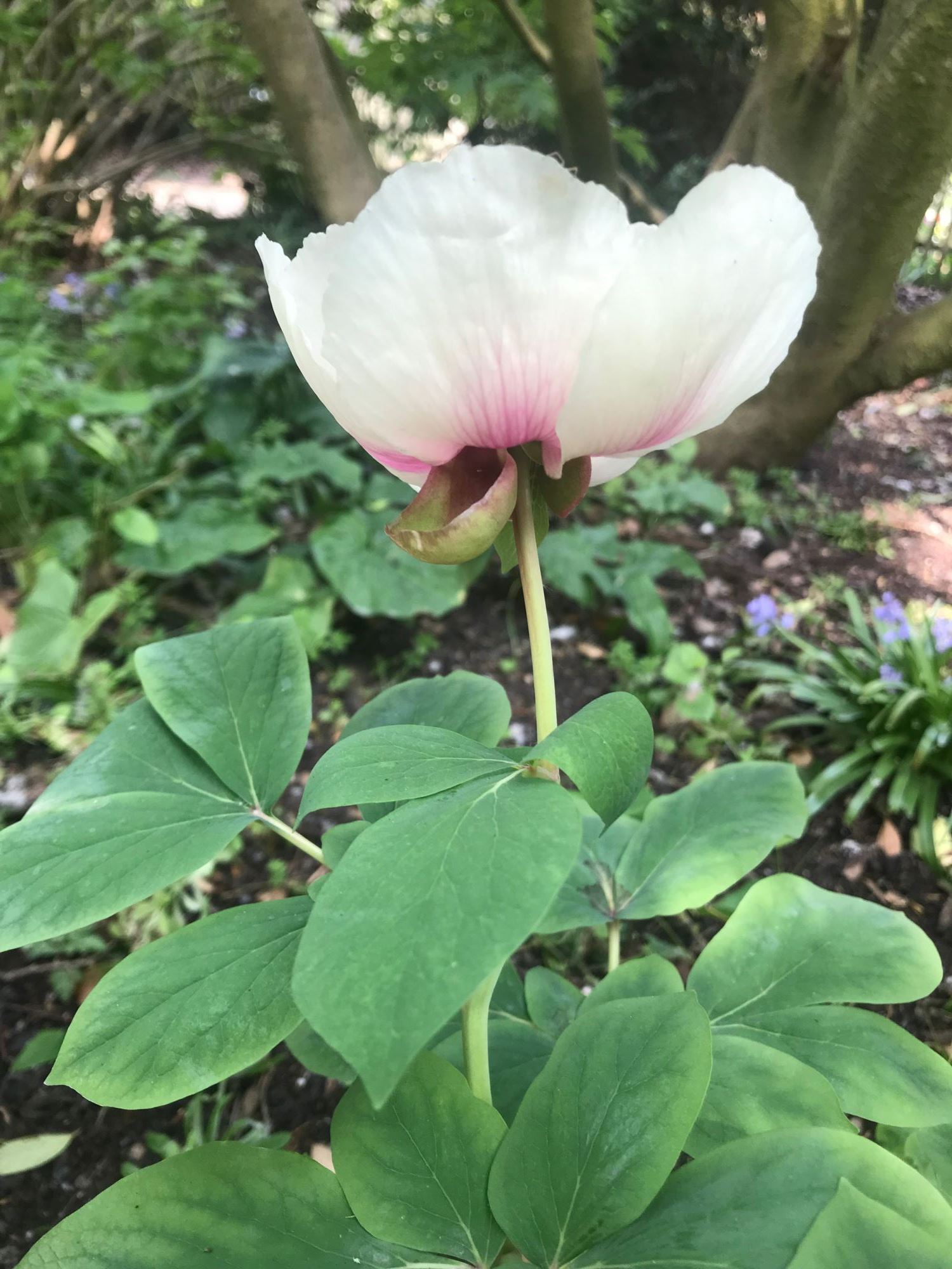Image of Paeonia daurica subsp. mlokosewitschii