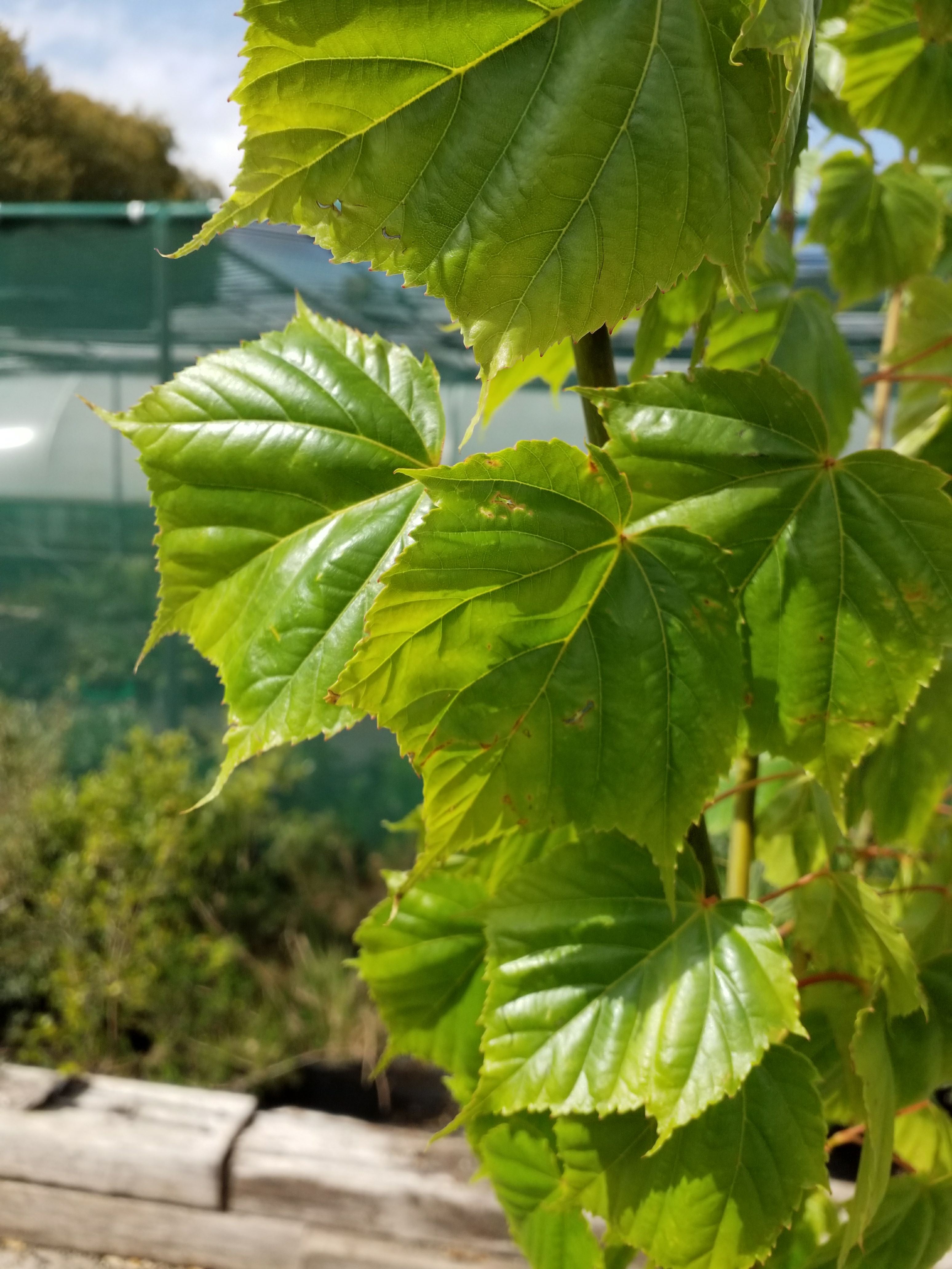 Image of Acer morrisonense
