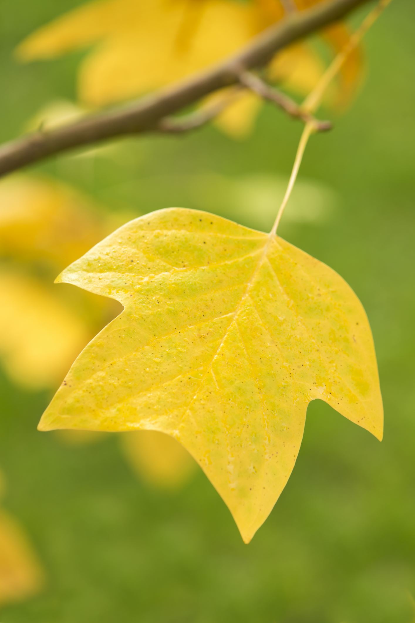 Image of Liriodendron chinense Ã— tulipifera