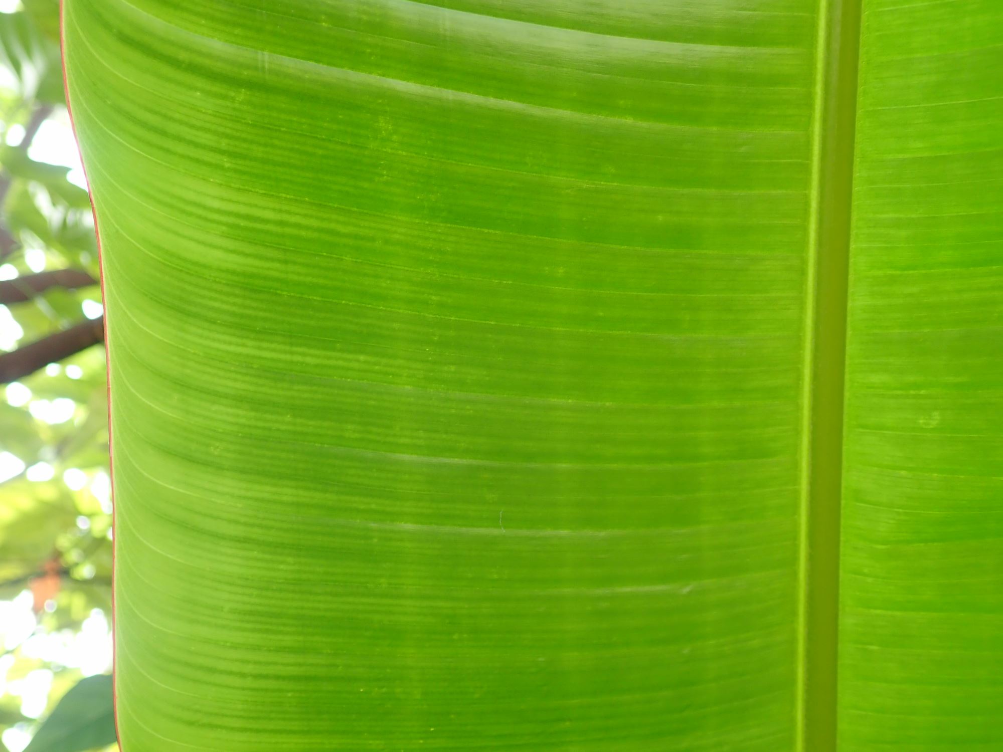 Image of Heliconia latispatha