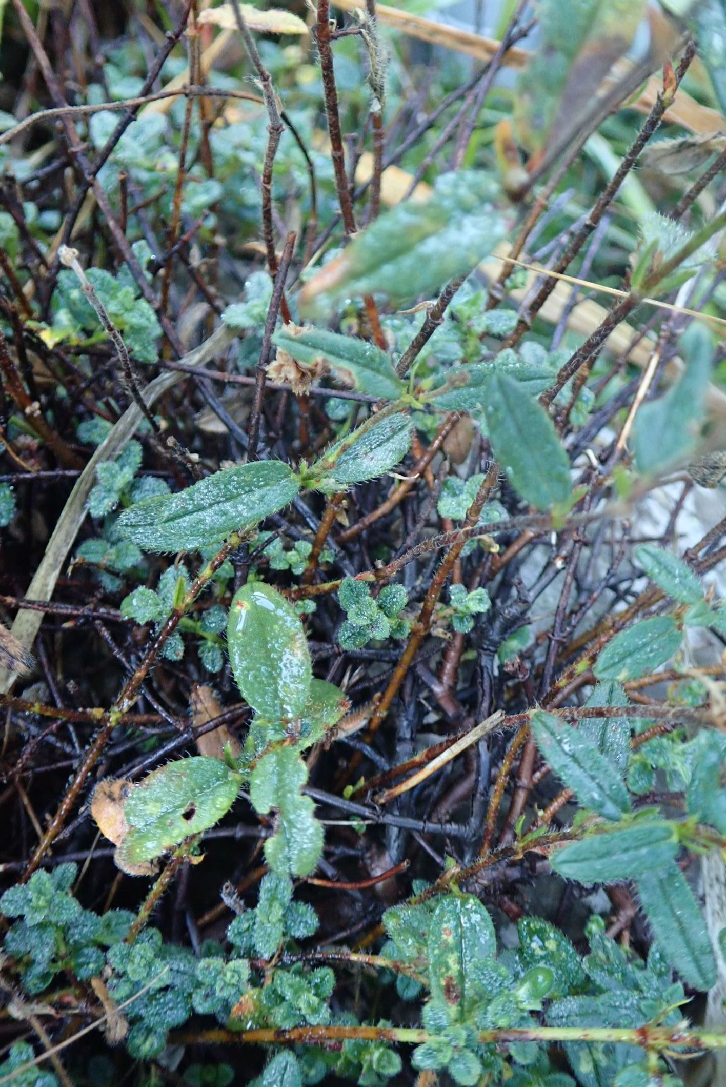 Image of Helianthemum nummularium var. pyrenaicum