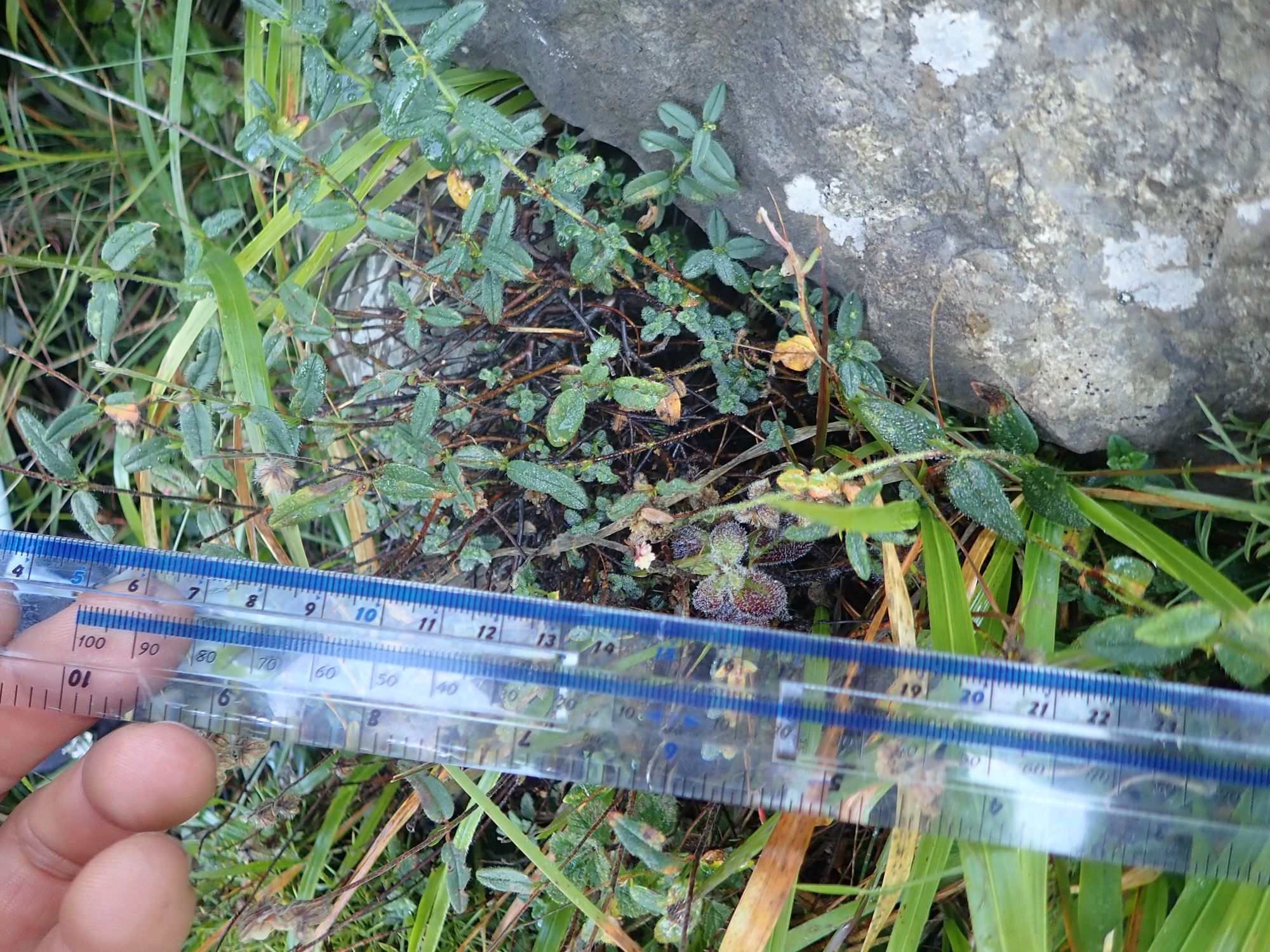 Image of Helianthemum nummularium var. pyrenaicum