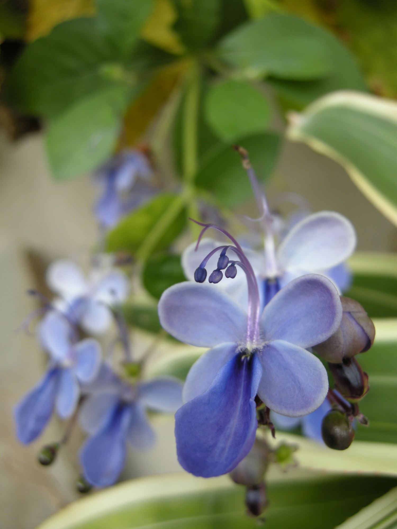 Image of Rotheca myricoides