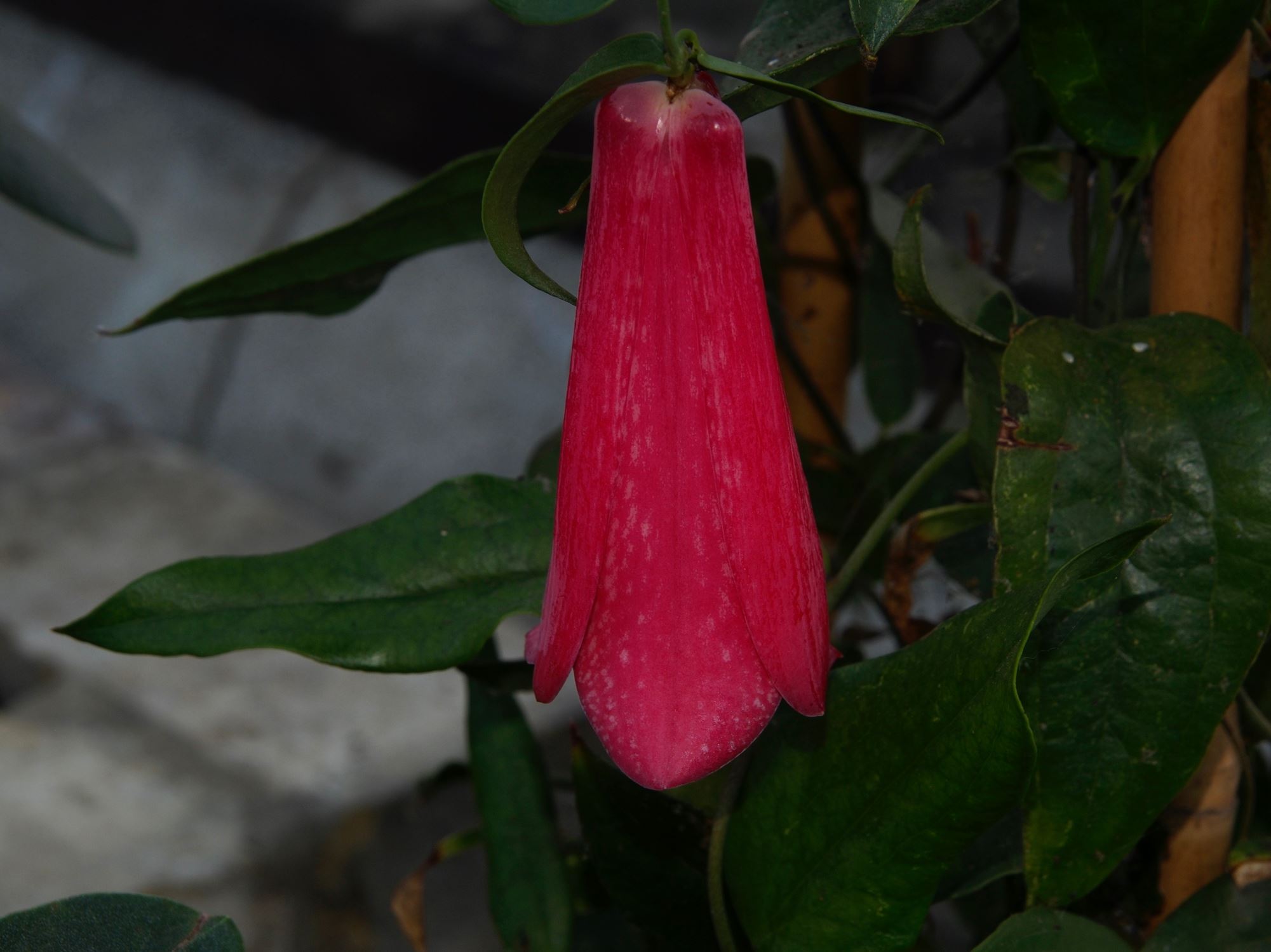 Image of Lapageria rosea