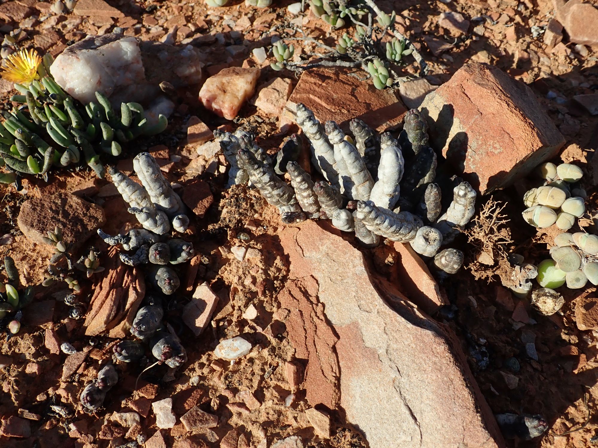 Image of Tromotriche umdausensis