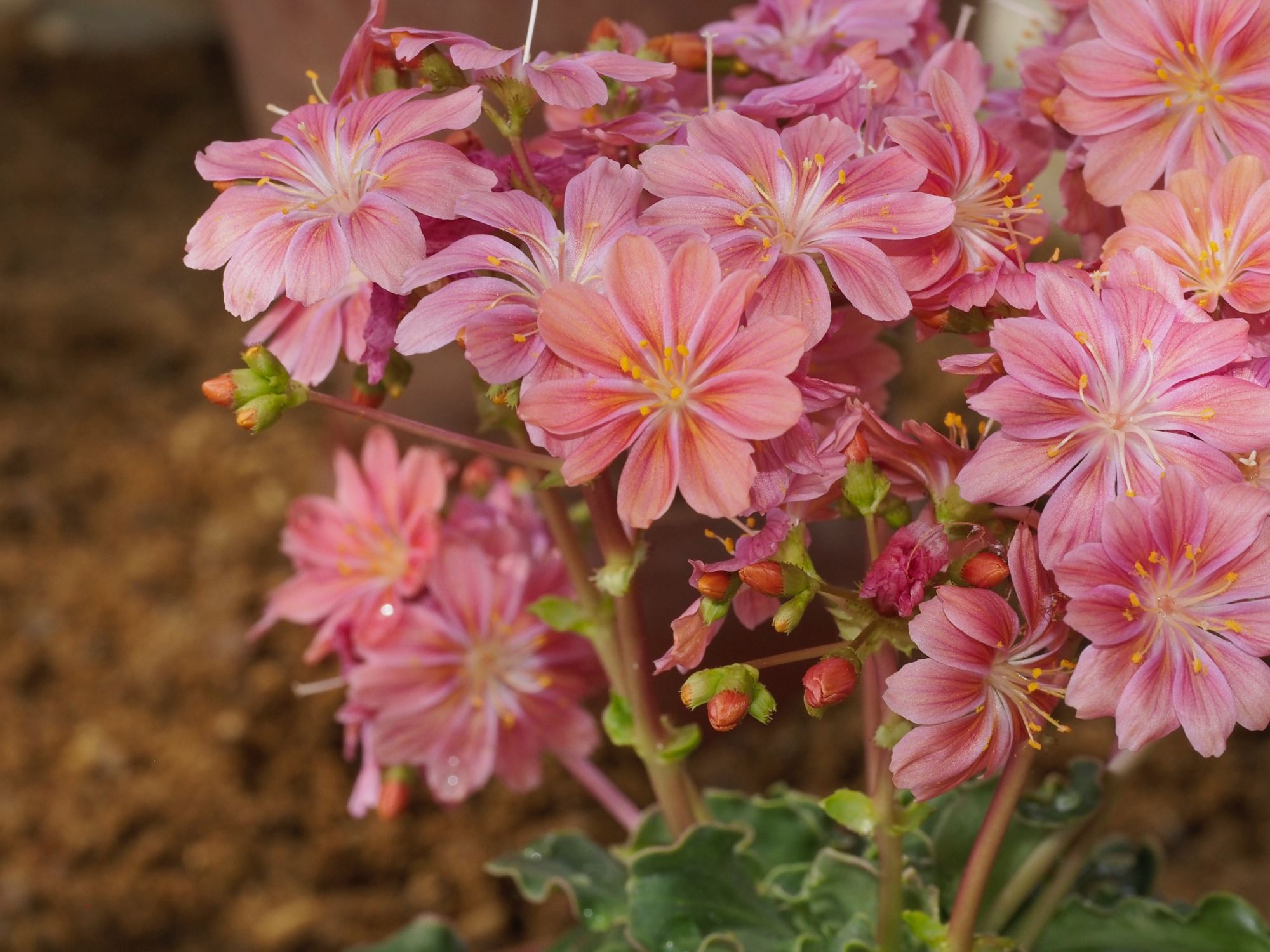 Image of Lewisia cotyledon
