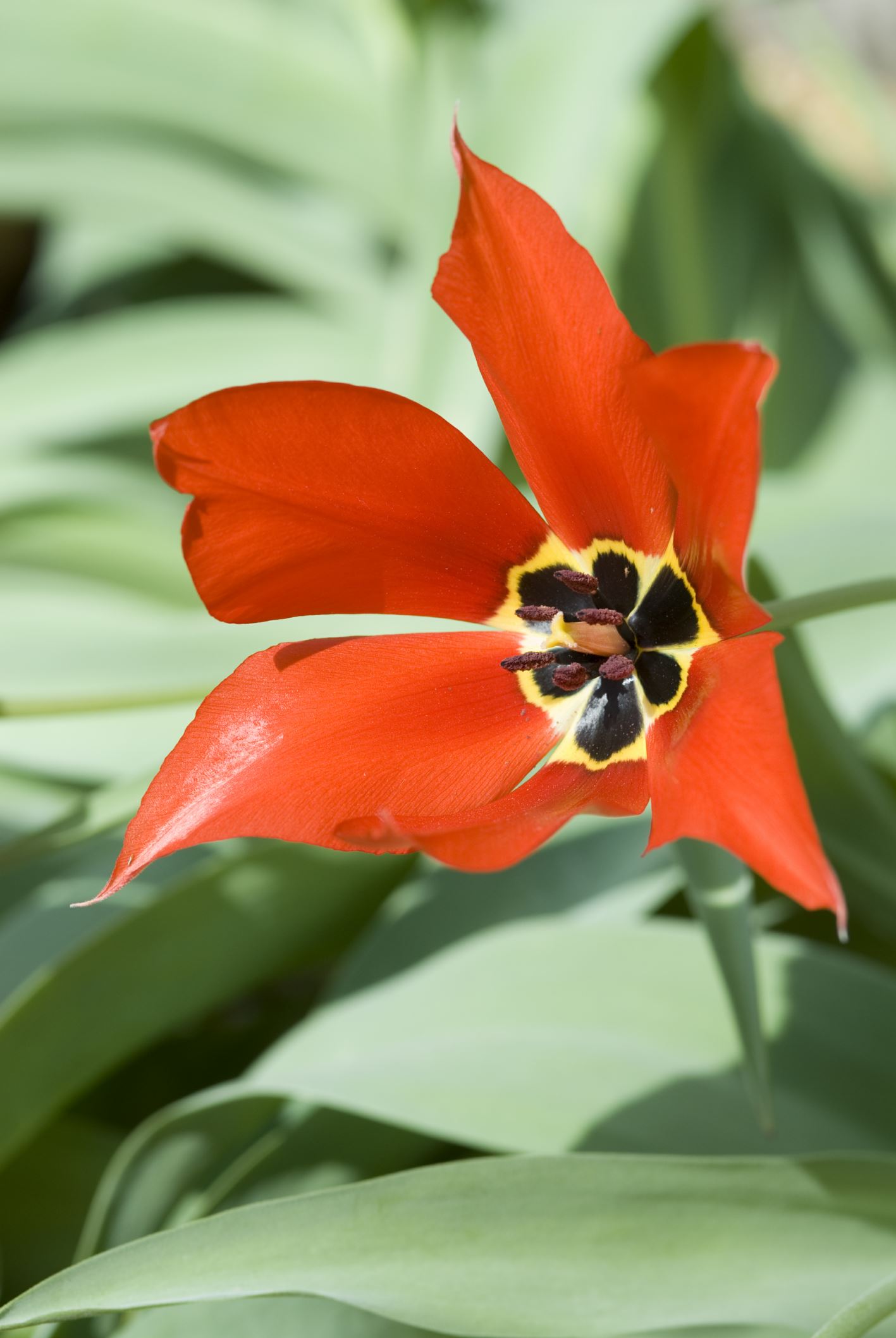 Image of Tulipa undulatifolia