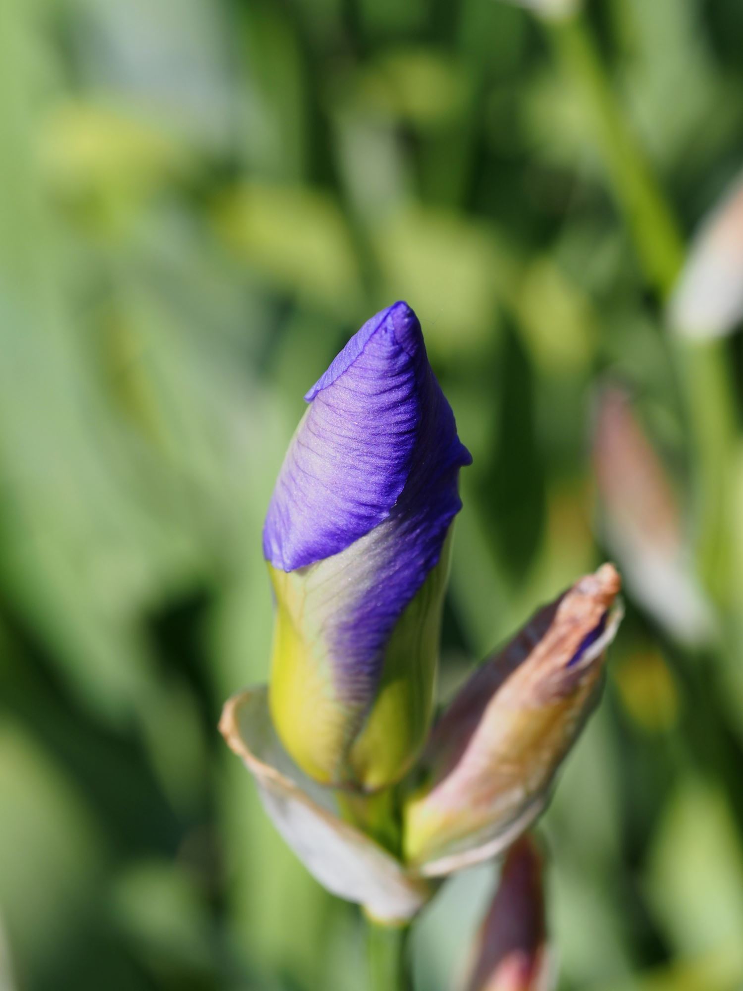 Image of Iris pallida