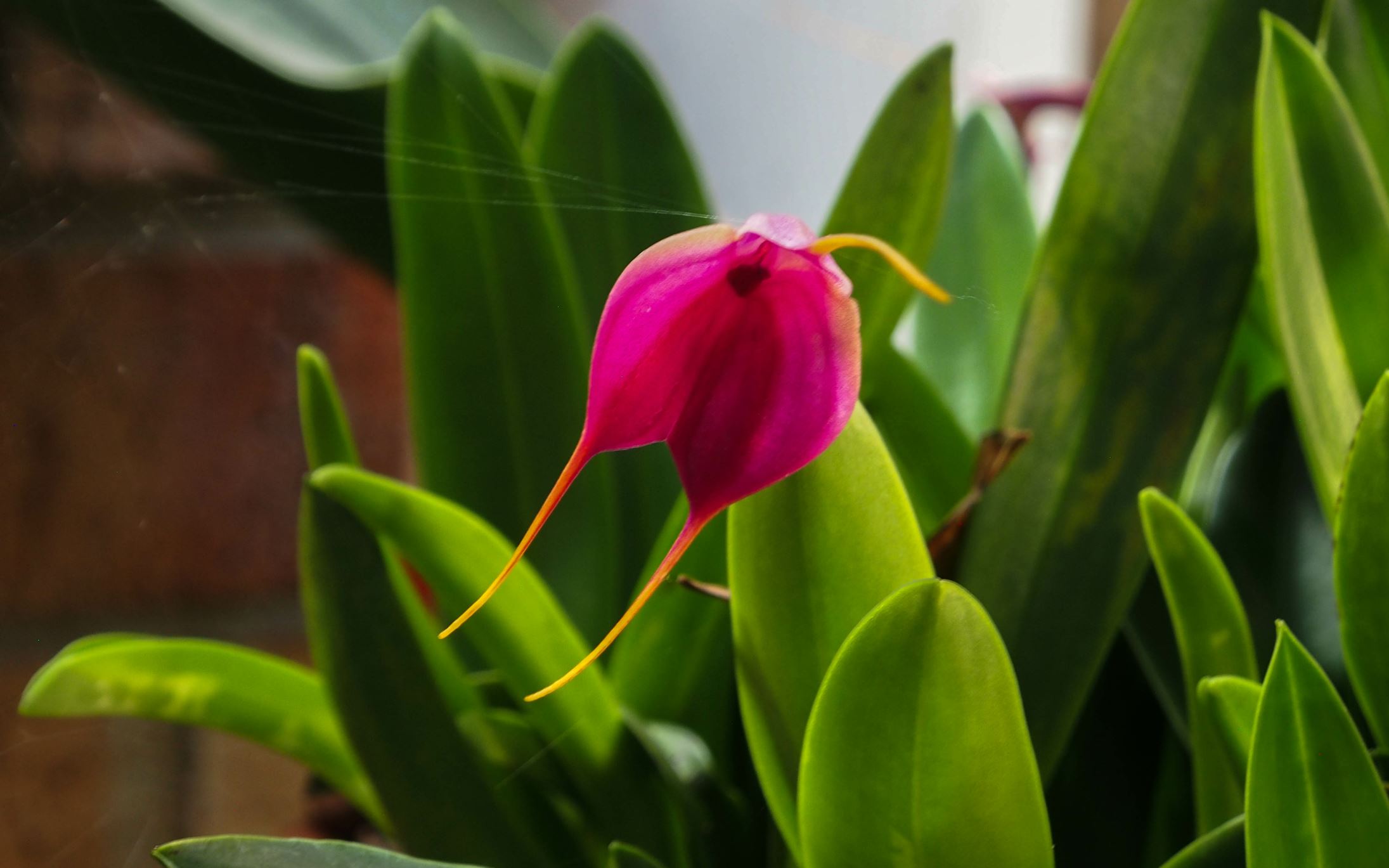 Image of Masdevallia heathii Ã— M. discoidea