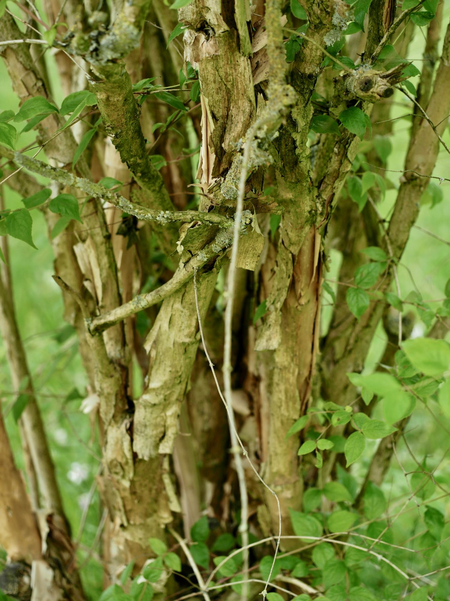 Image of Kolkwitzia amabilis