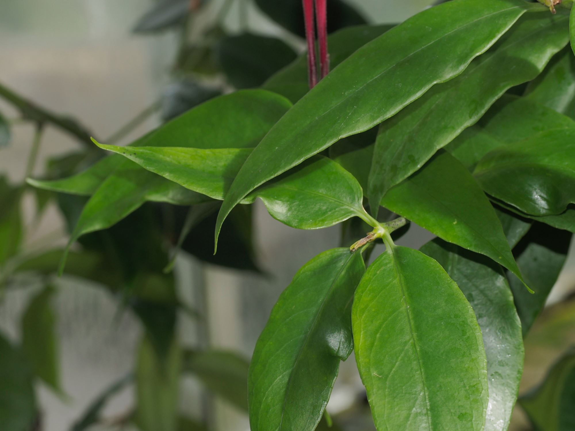 Image of Aeschynanthus longiflorus