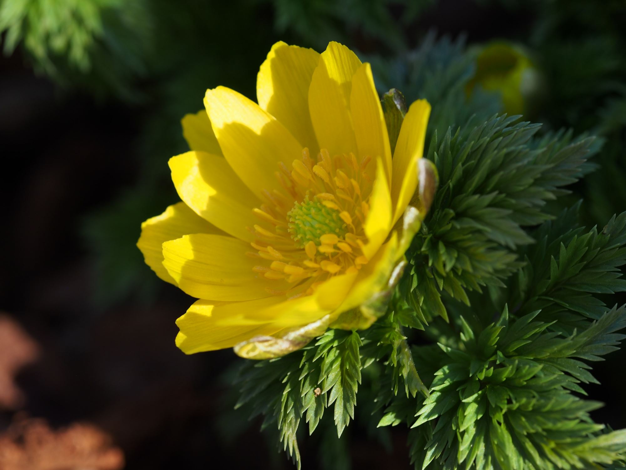 Image of Adonis amurensis