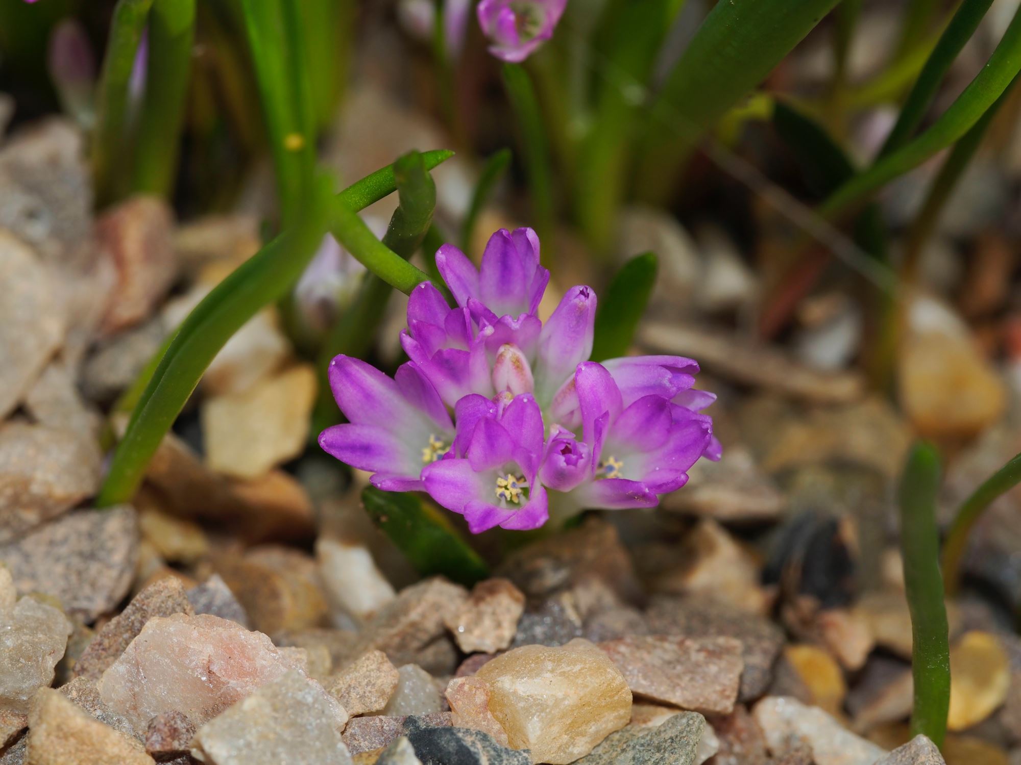 Image of Lachenalia paucifolia
