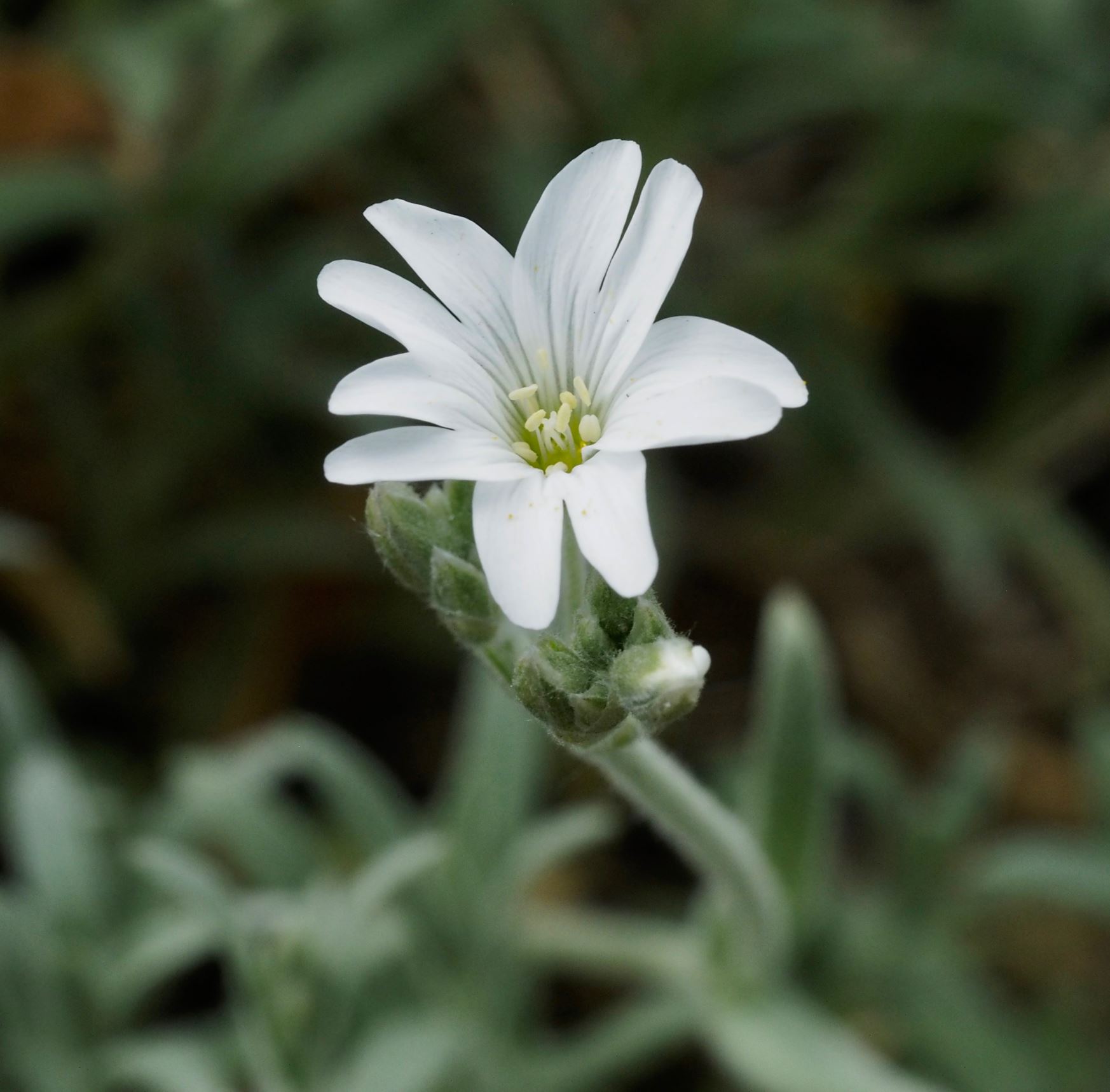 Image of Cerastium tomentosum