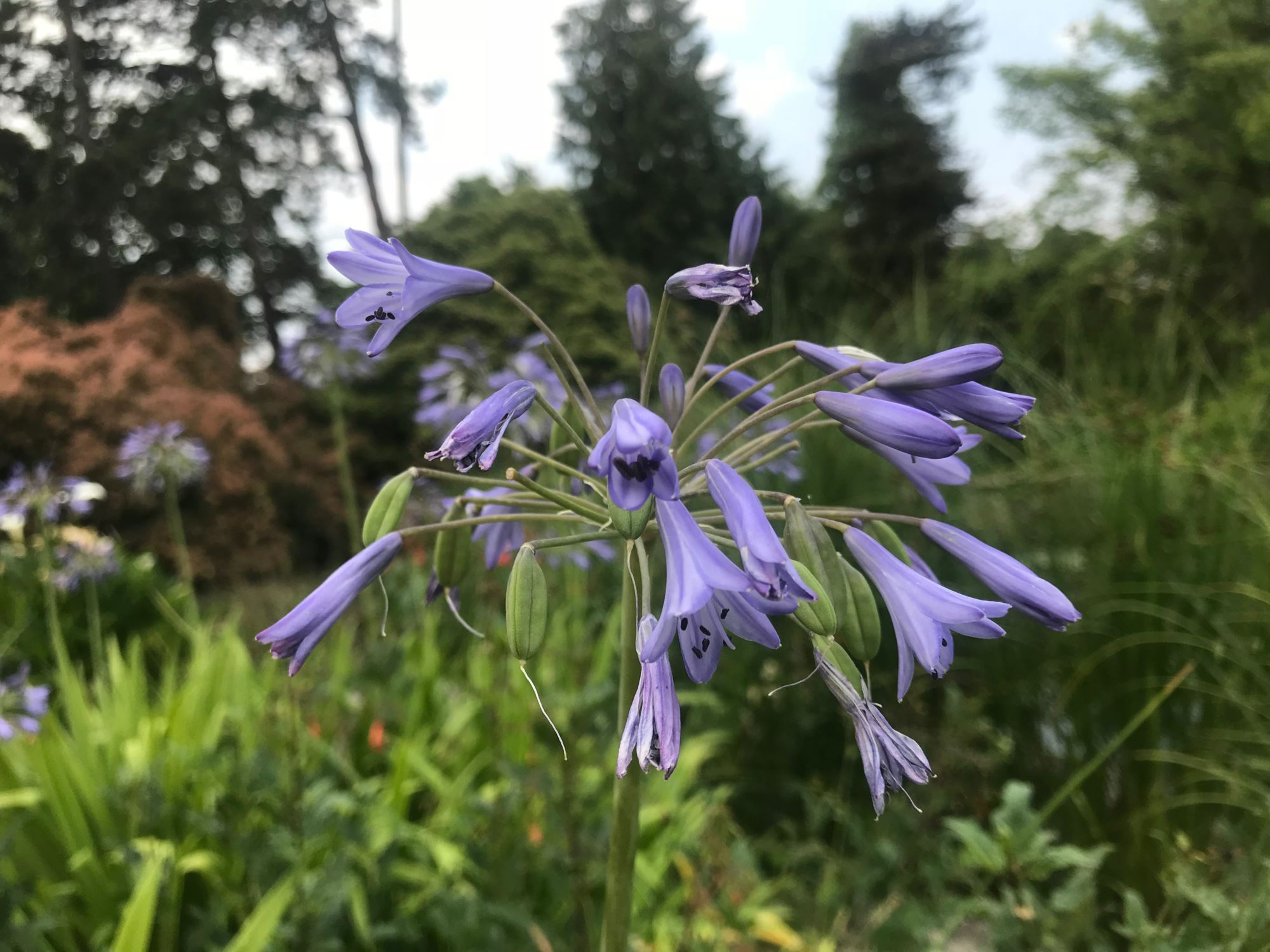 Image of Agapanthus africanus subsp. africanus