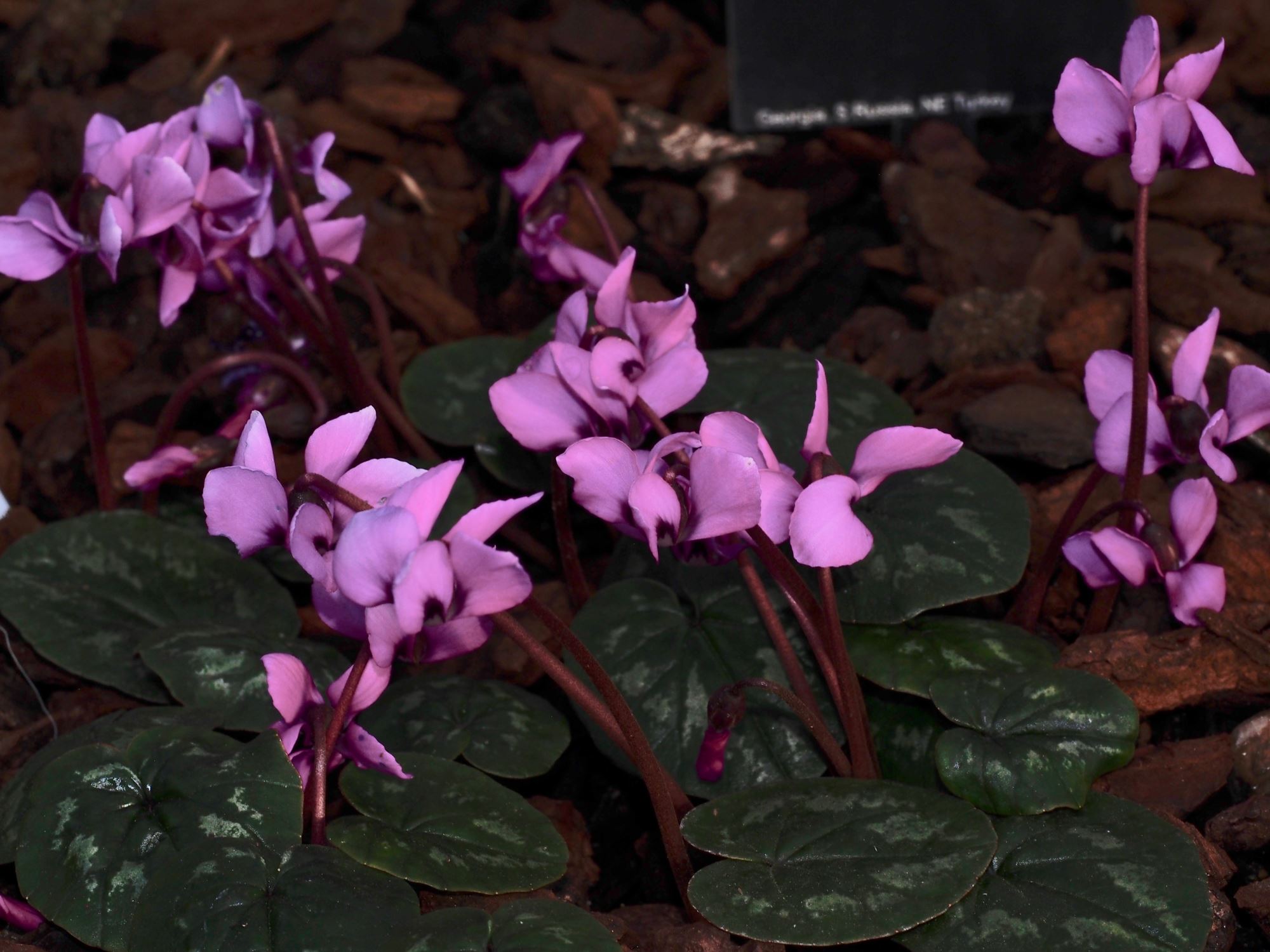 Image of Cyclamen coum subsp. caucasicum