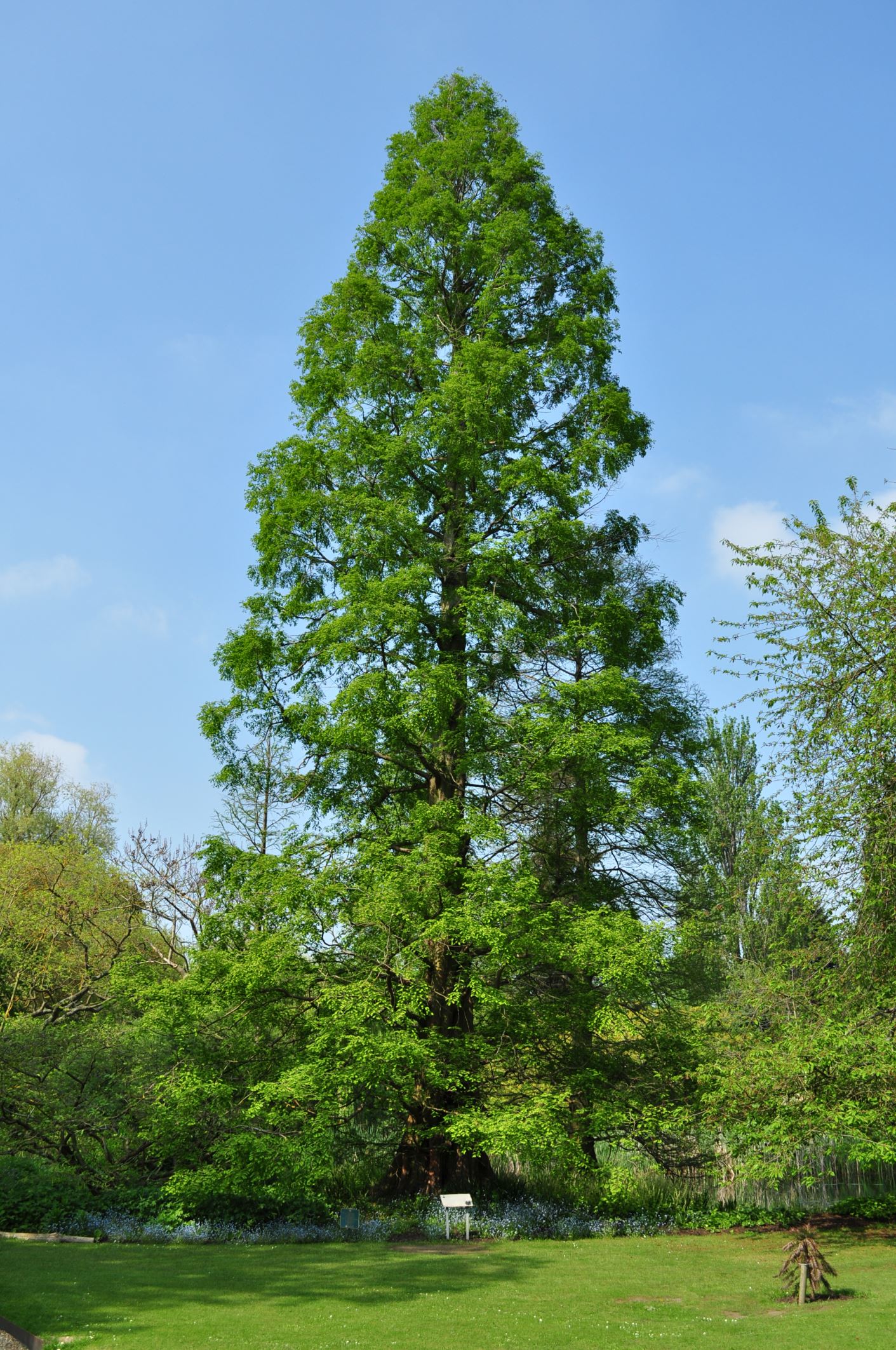 Image of Metasequoia glyptostroboides
