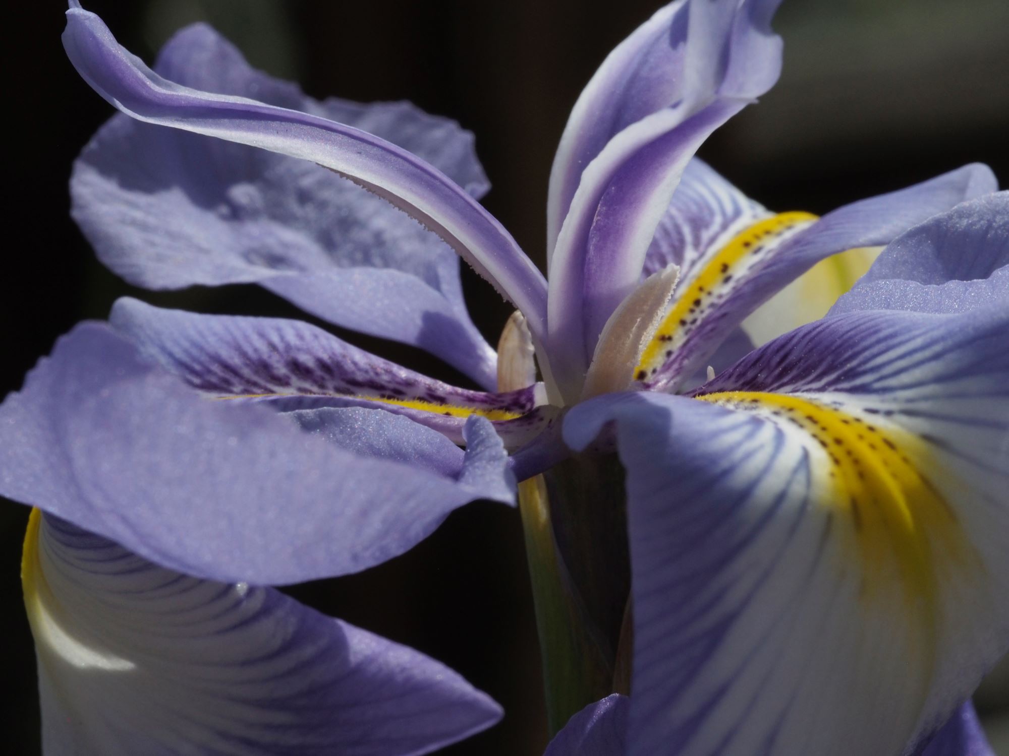 Image of Iris cycloglossa