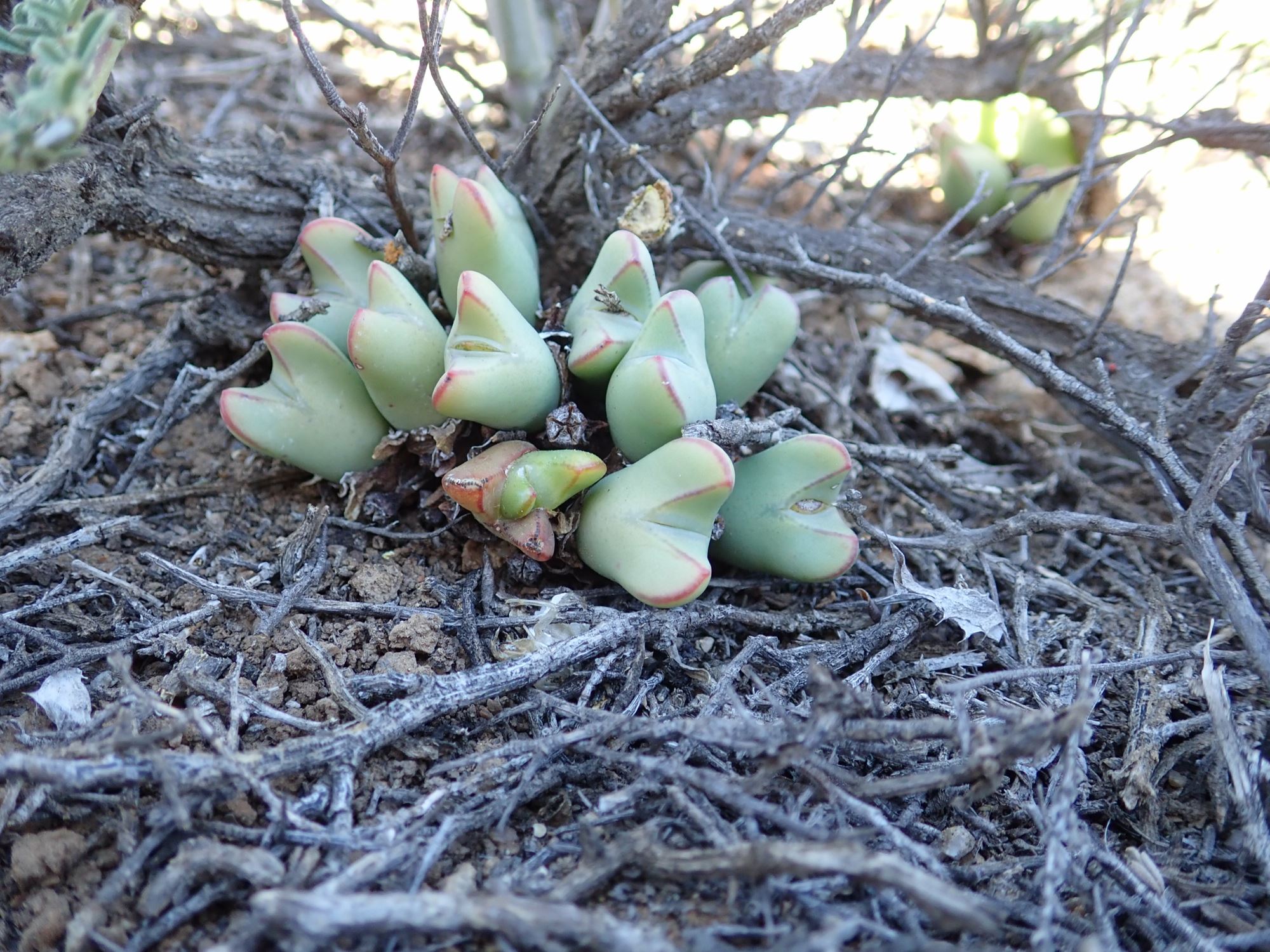 Image of Conophytum bilobum