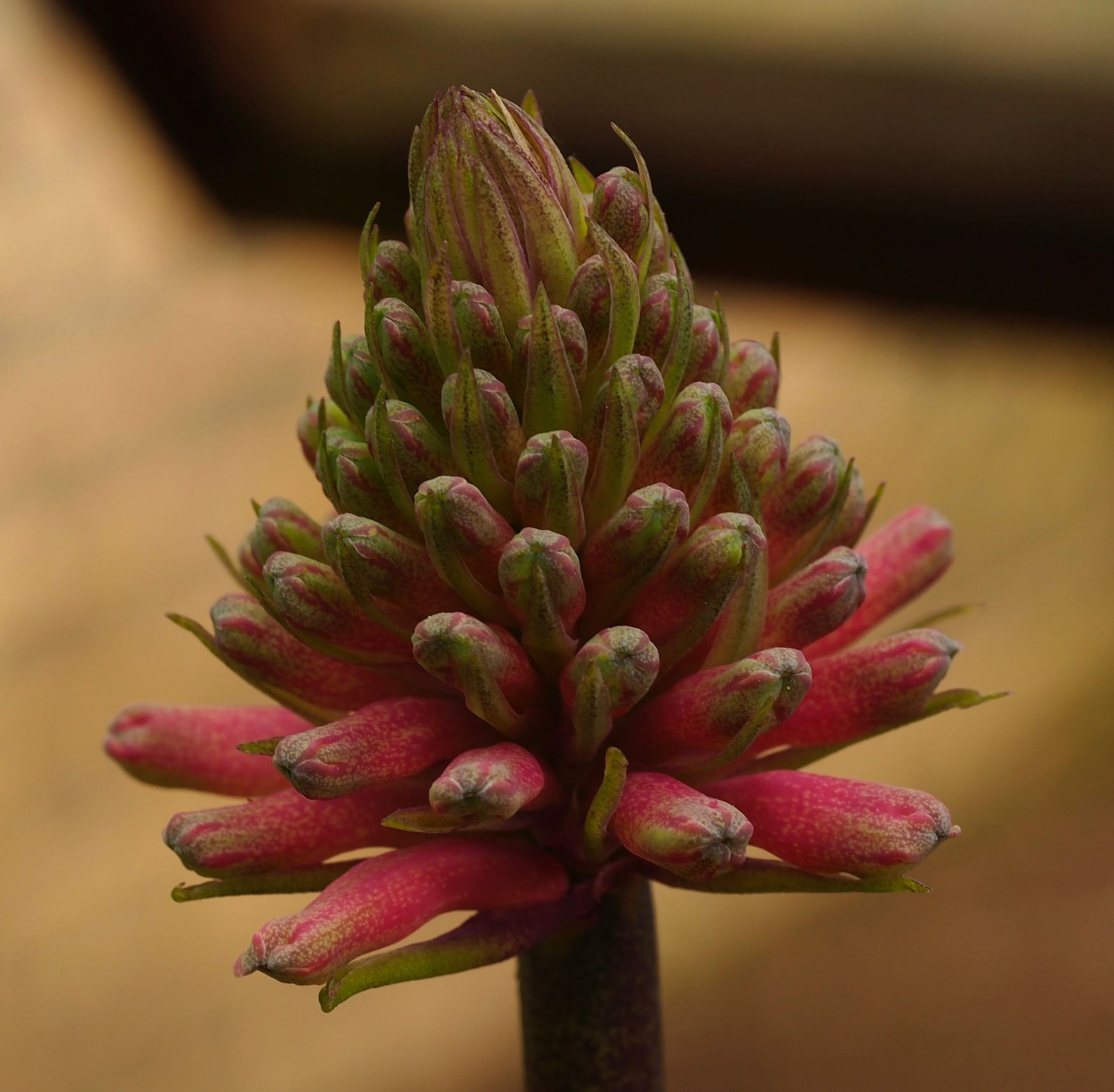 Image of Veltheimia bracteata