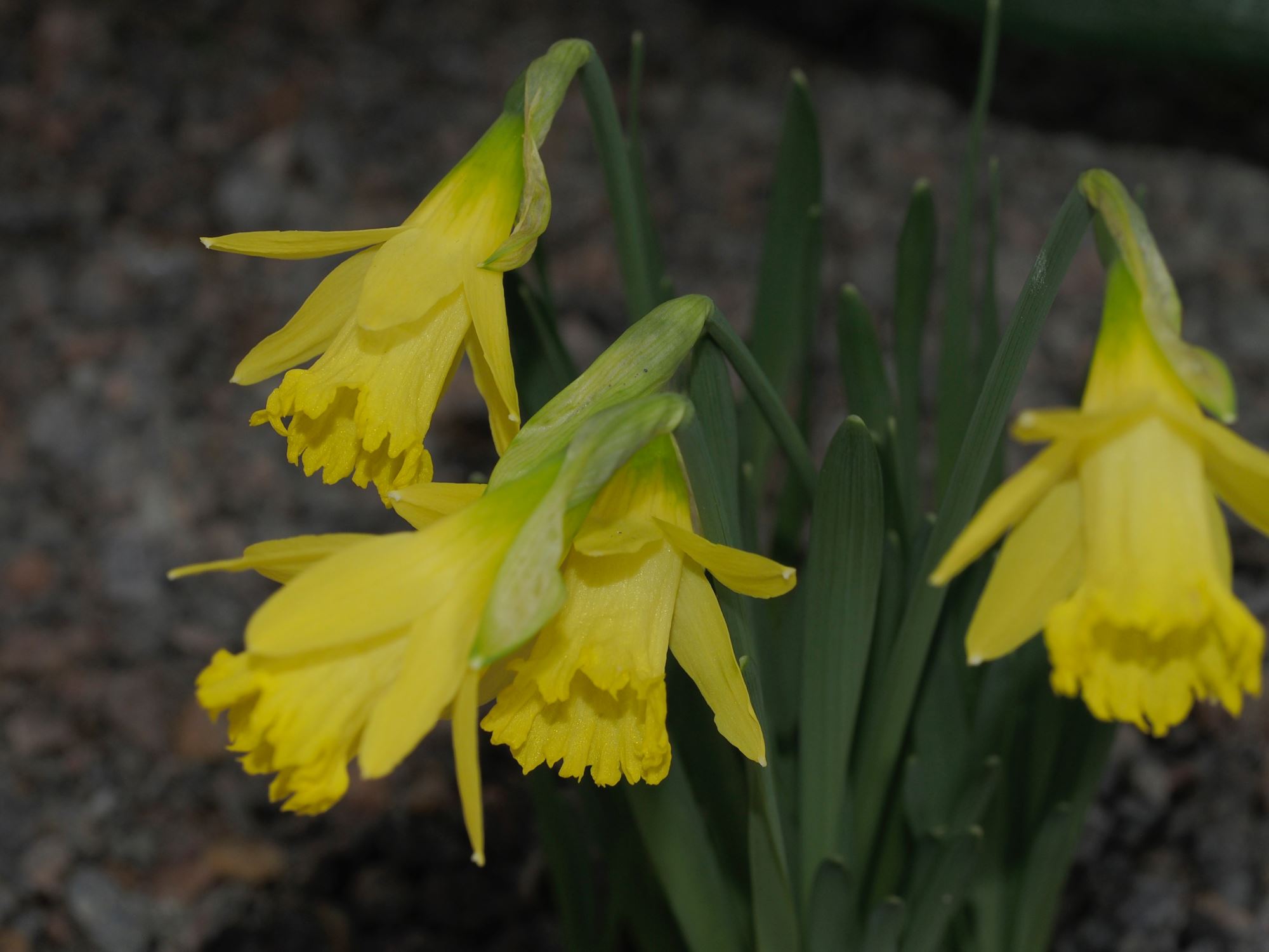 Image of Narcissus 'Bowles' Early Sulphur'