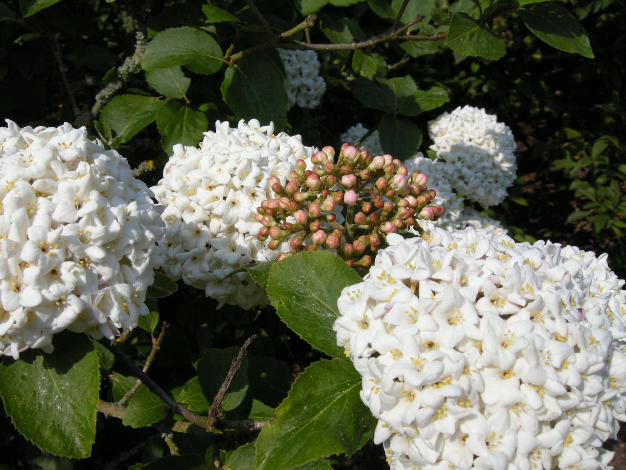 Image of Viburnum Ã— carlcephalum