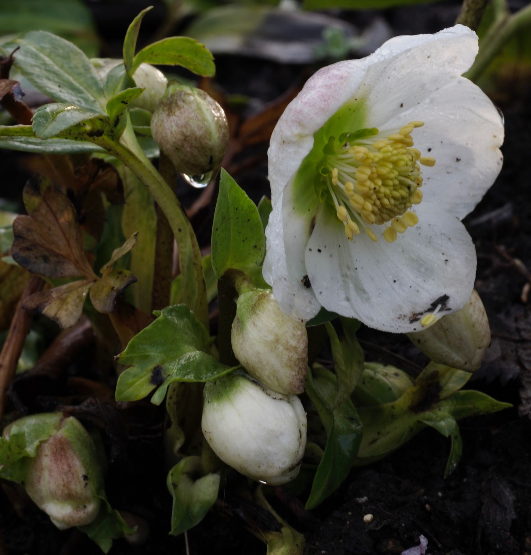 Image of Helleborus niger