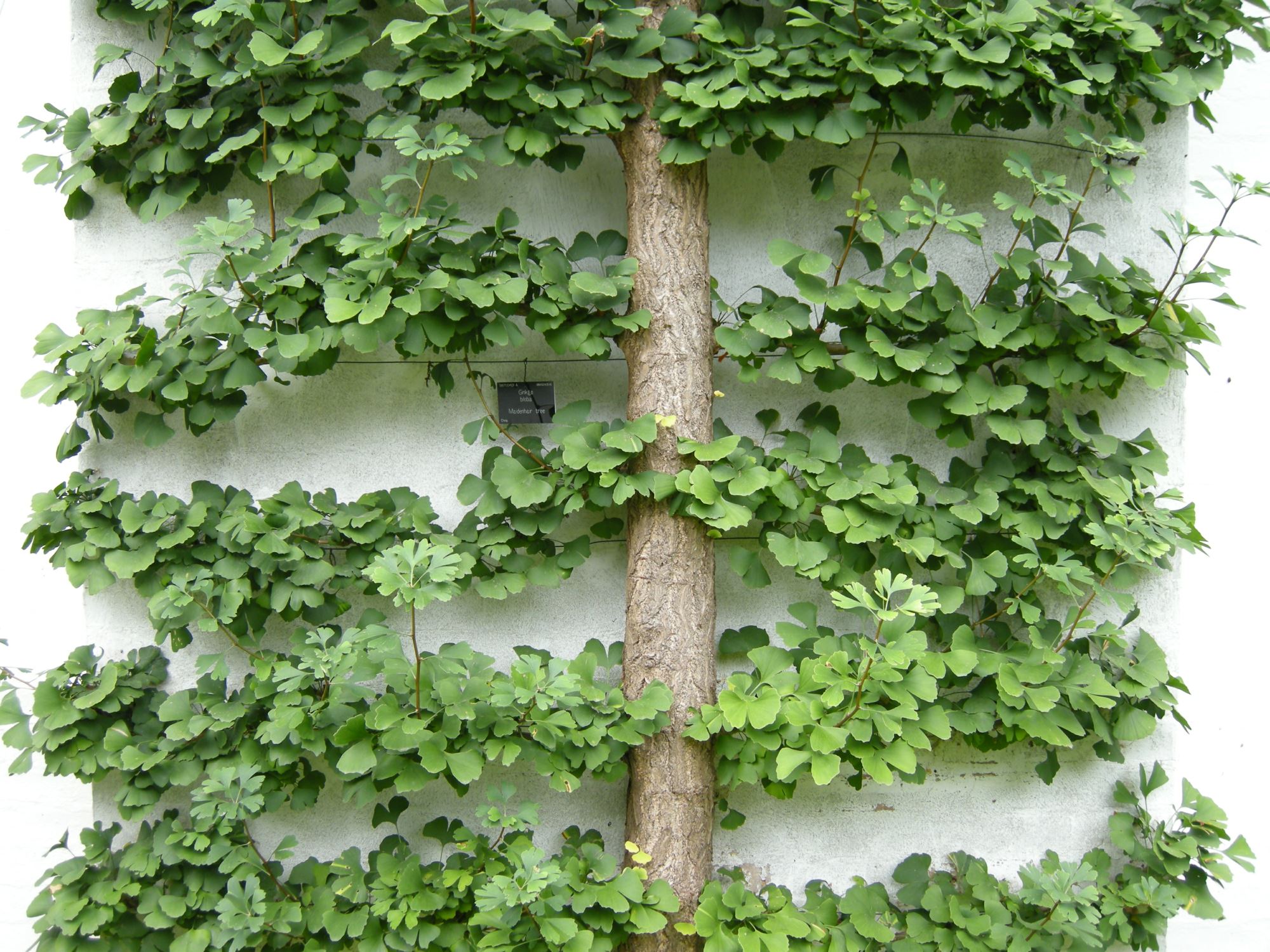 Image of Ginkgo biloba