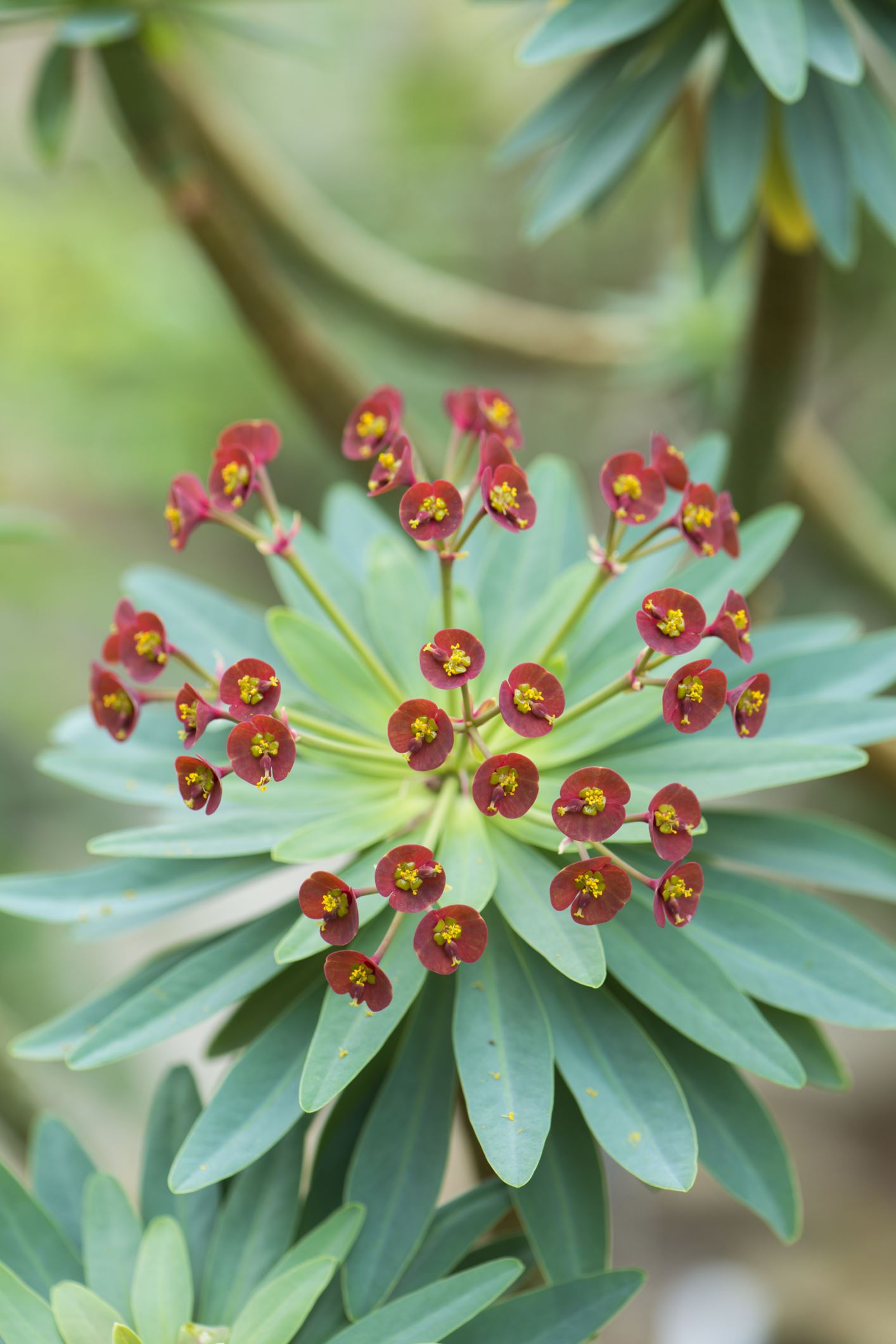 Image of Euphorbia atropurpurea
