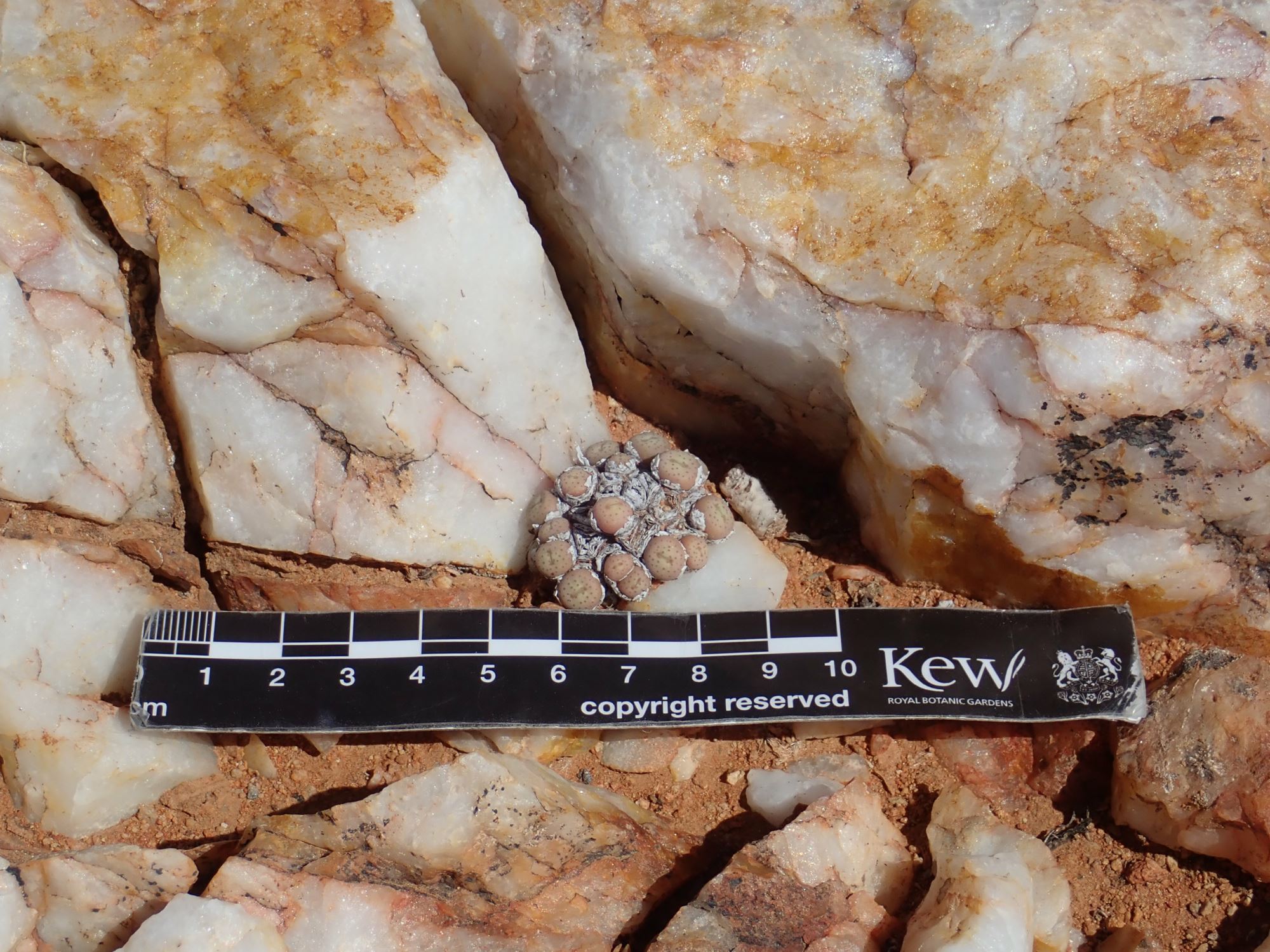 Image of Conophytum breve