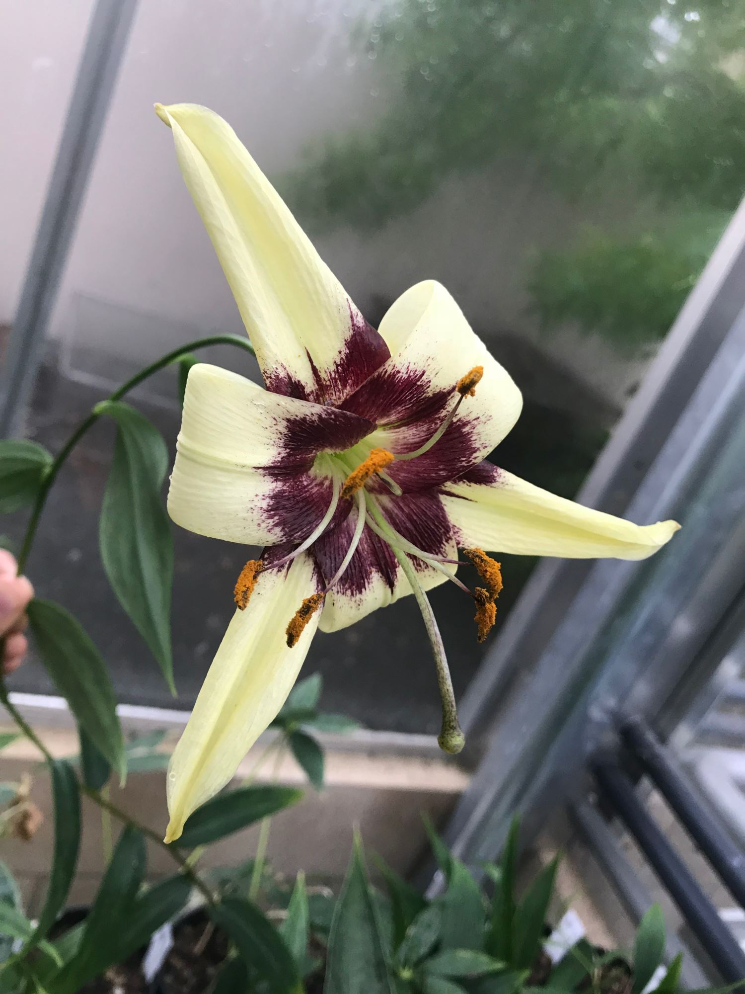 Image of Lilium poilanei