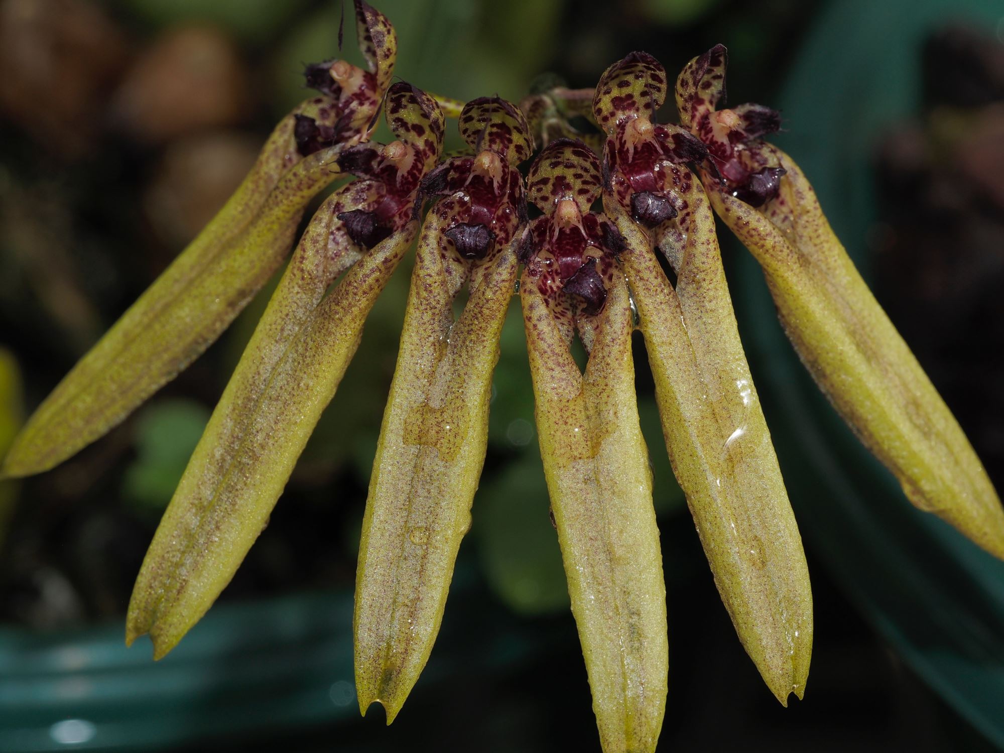 Image of Bulbophyllum picturatum