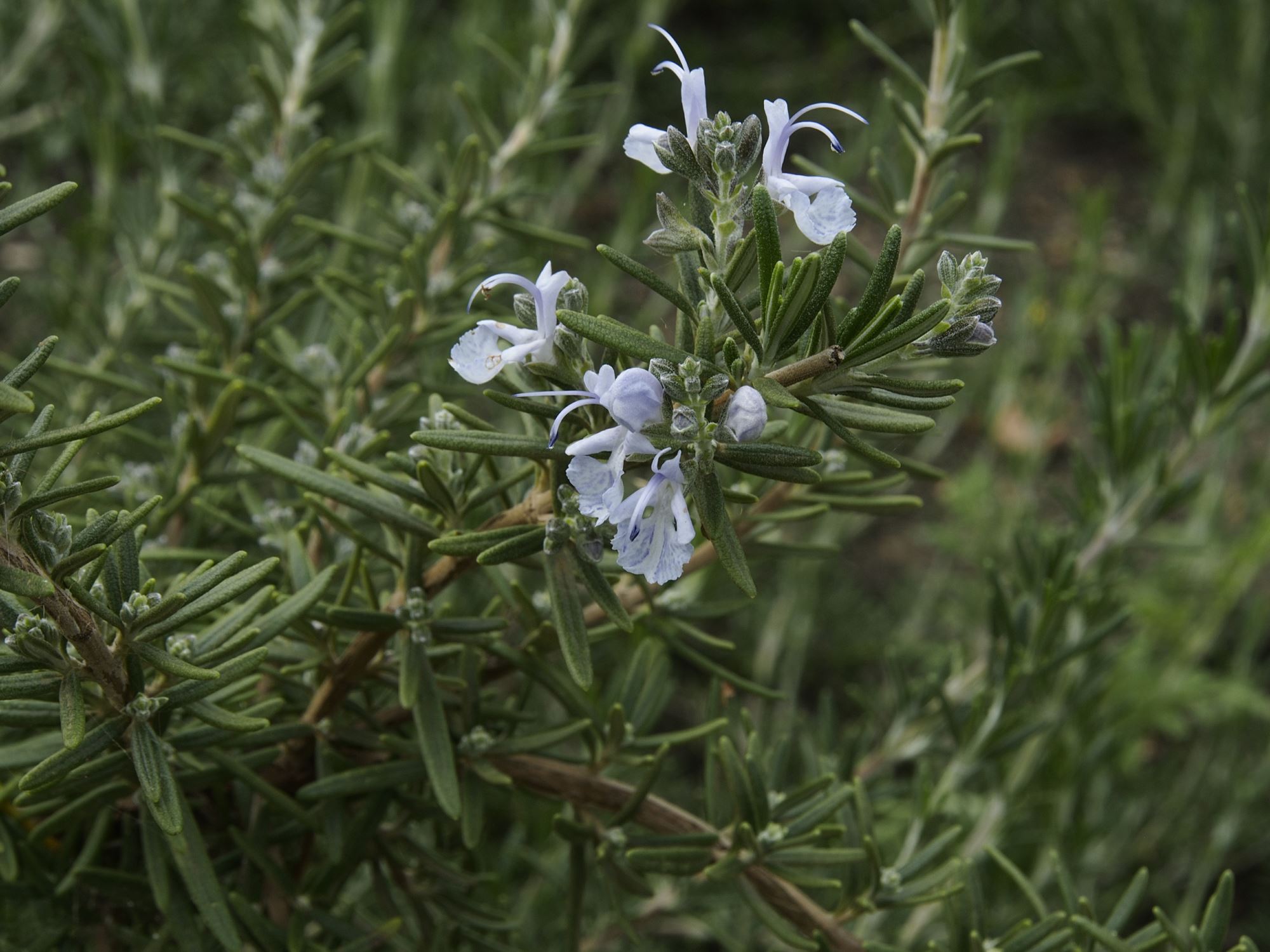 Image of Salvia rosmarinus 'Severn Seas'