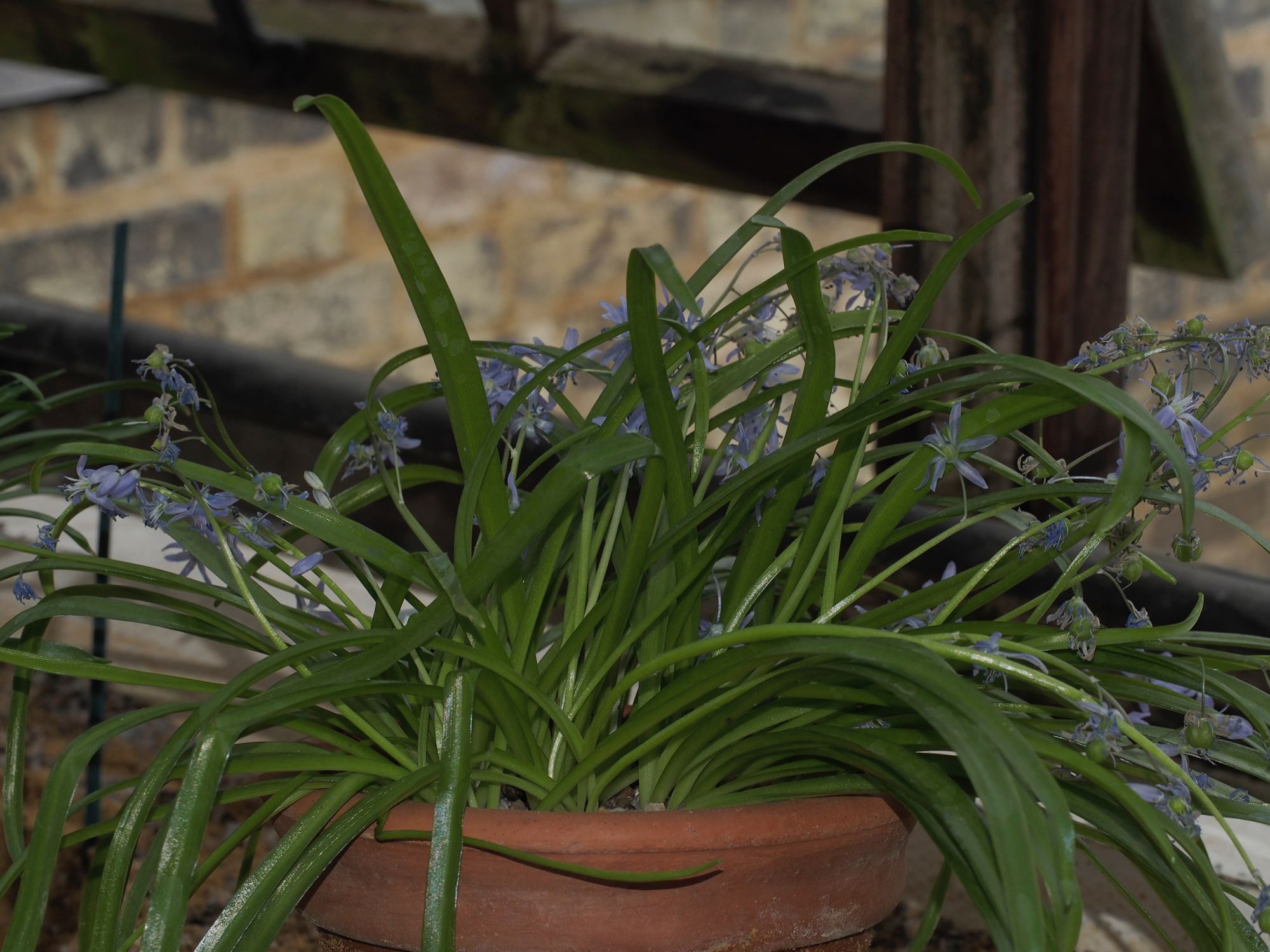Image of Scilla sp.