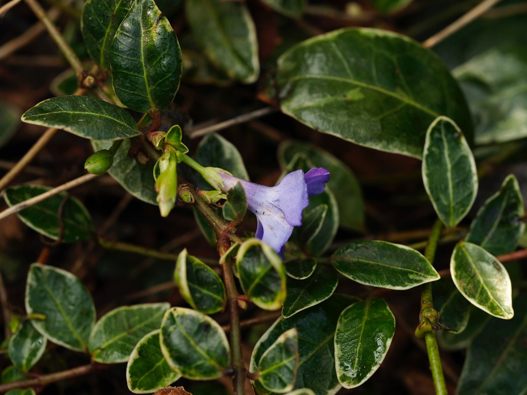 Image of Vinca minor 'Ralph Shugert'